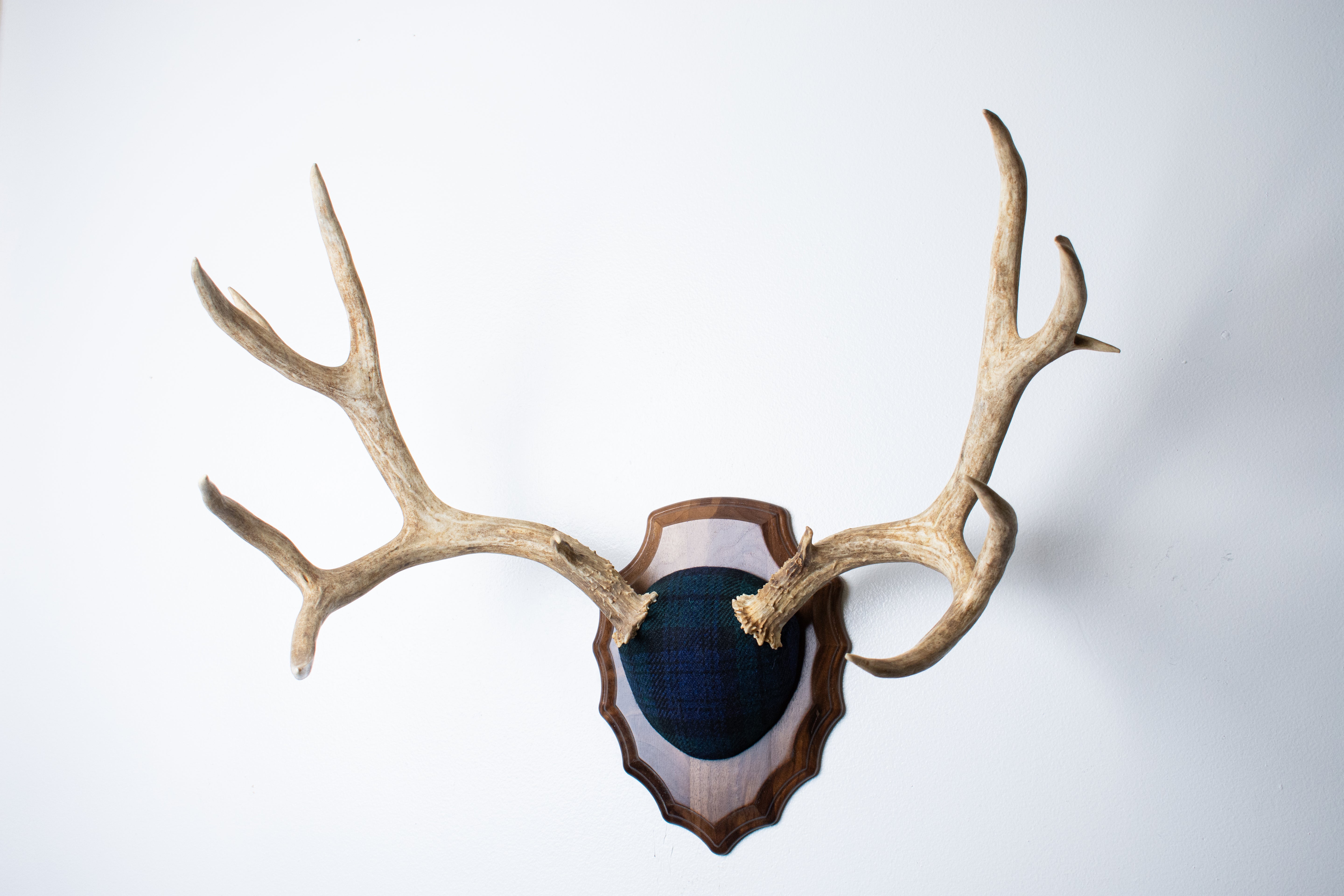 Mule Deer Antler Mount | Black Watch Tartan | 59