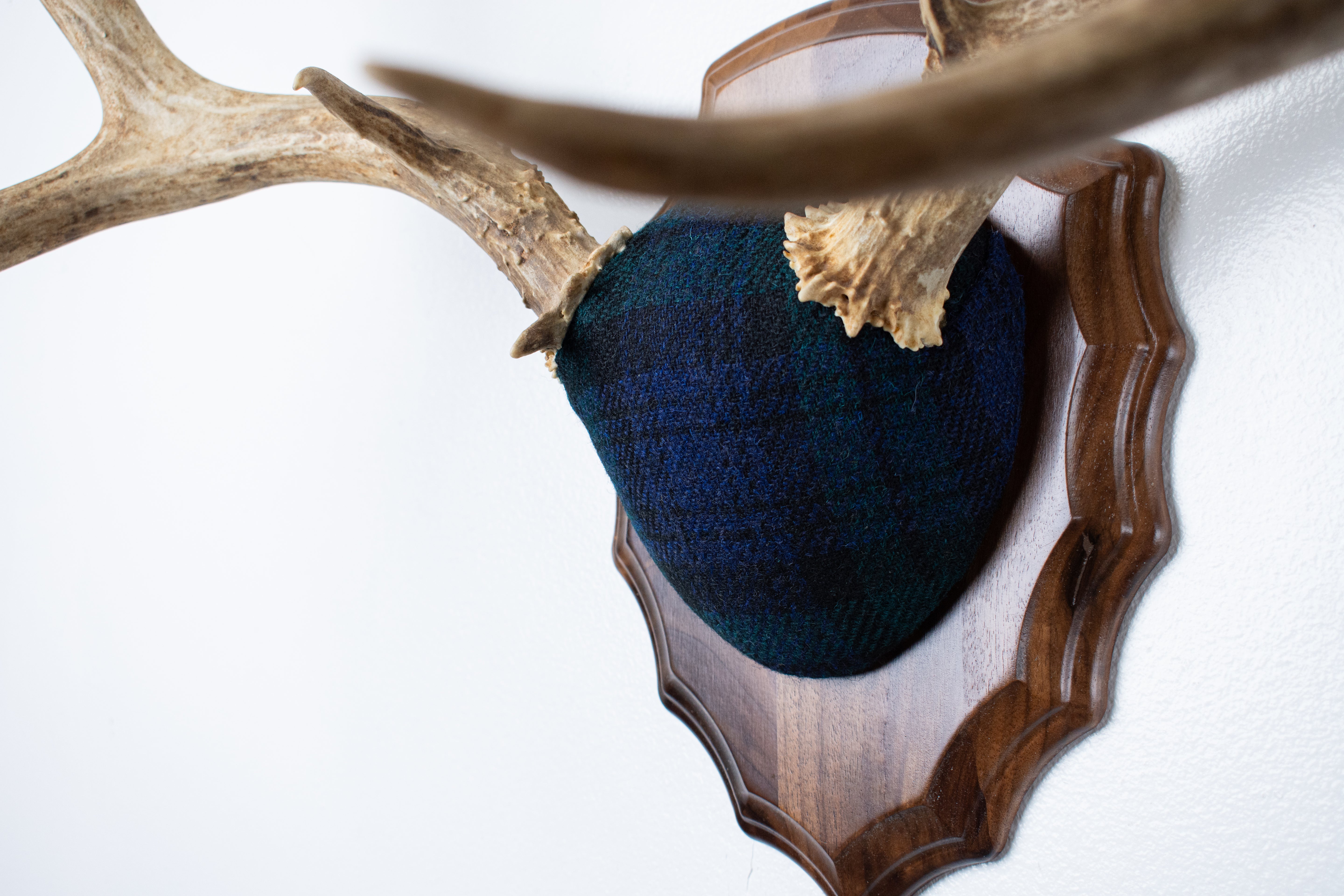 Mule Deer Antler Mount | Black Watch Tartan | 59