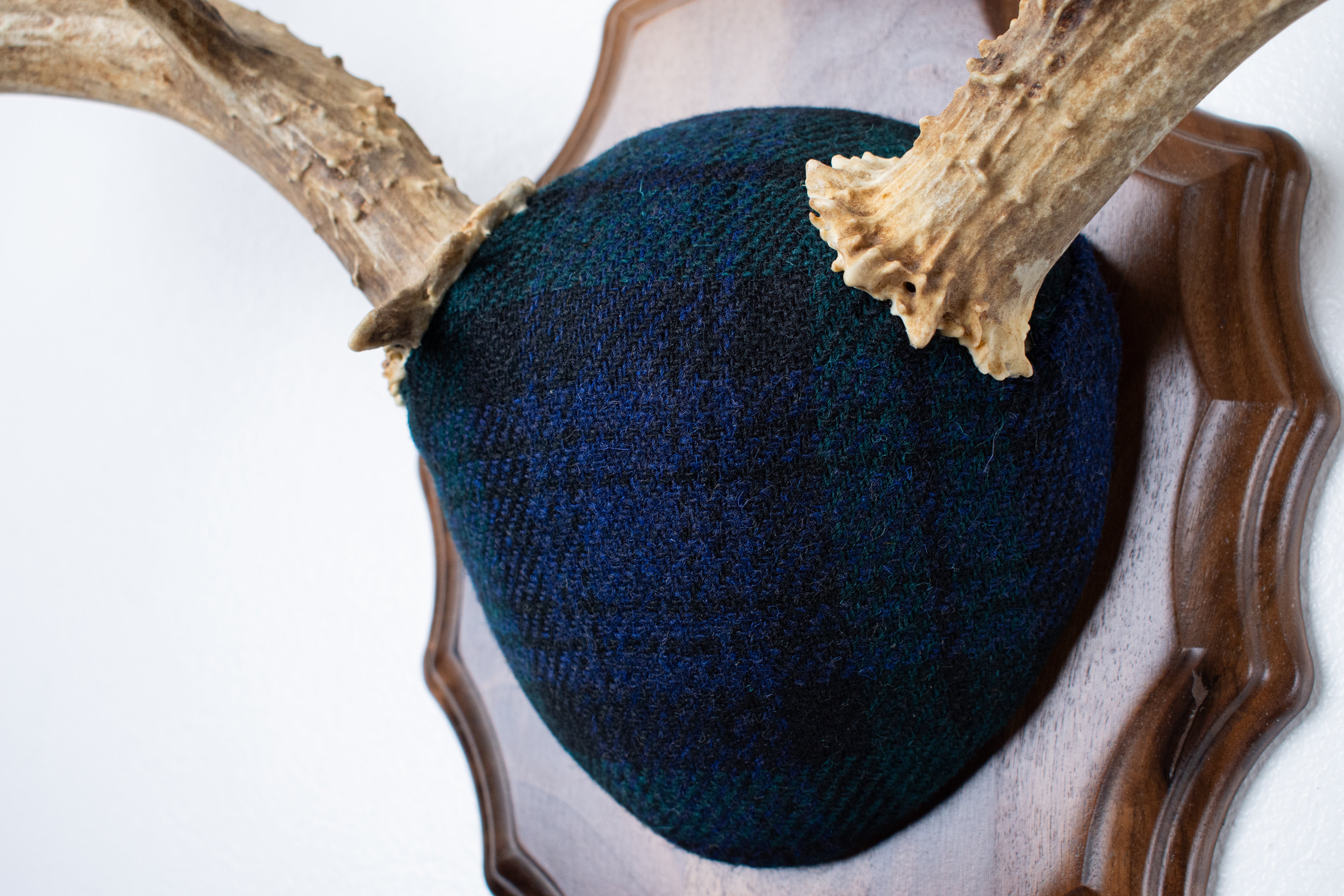 Mule Deer Antler Mount | Black Watch Tartan | 59