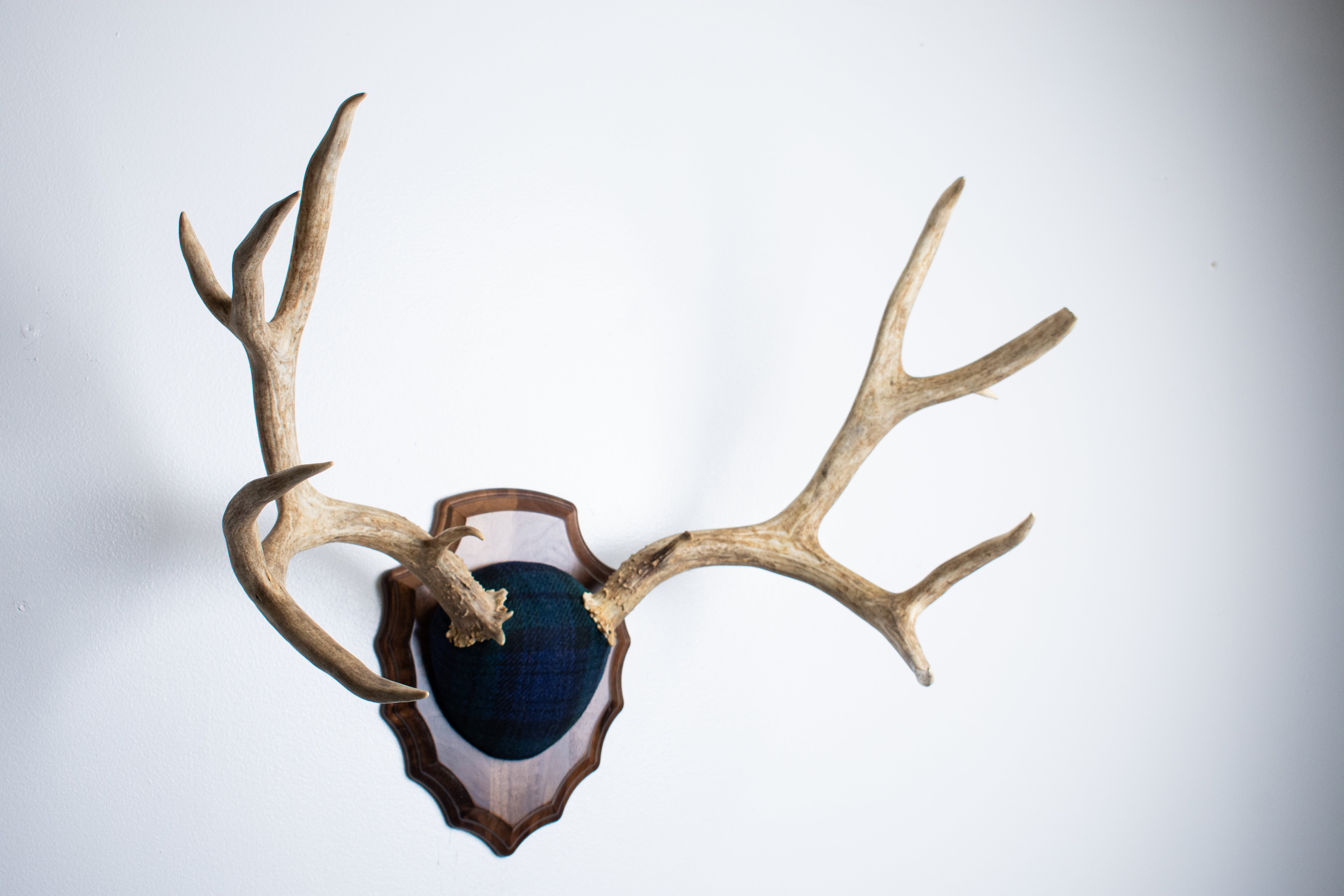 Mule Deer Antler Mount | Black Watch Tartan | 59