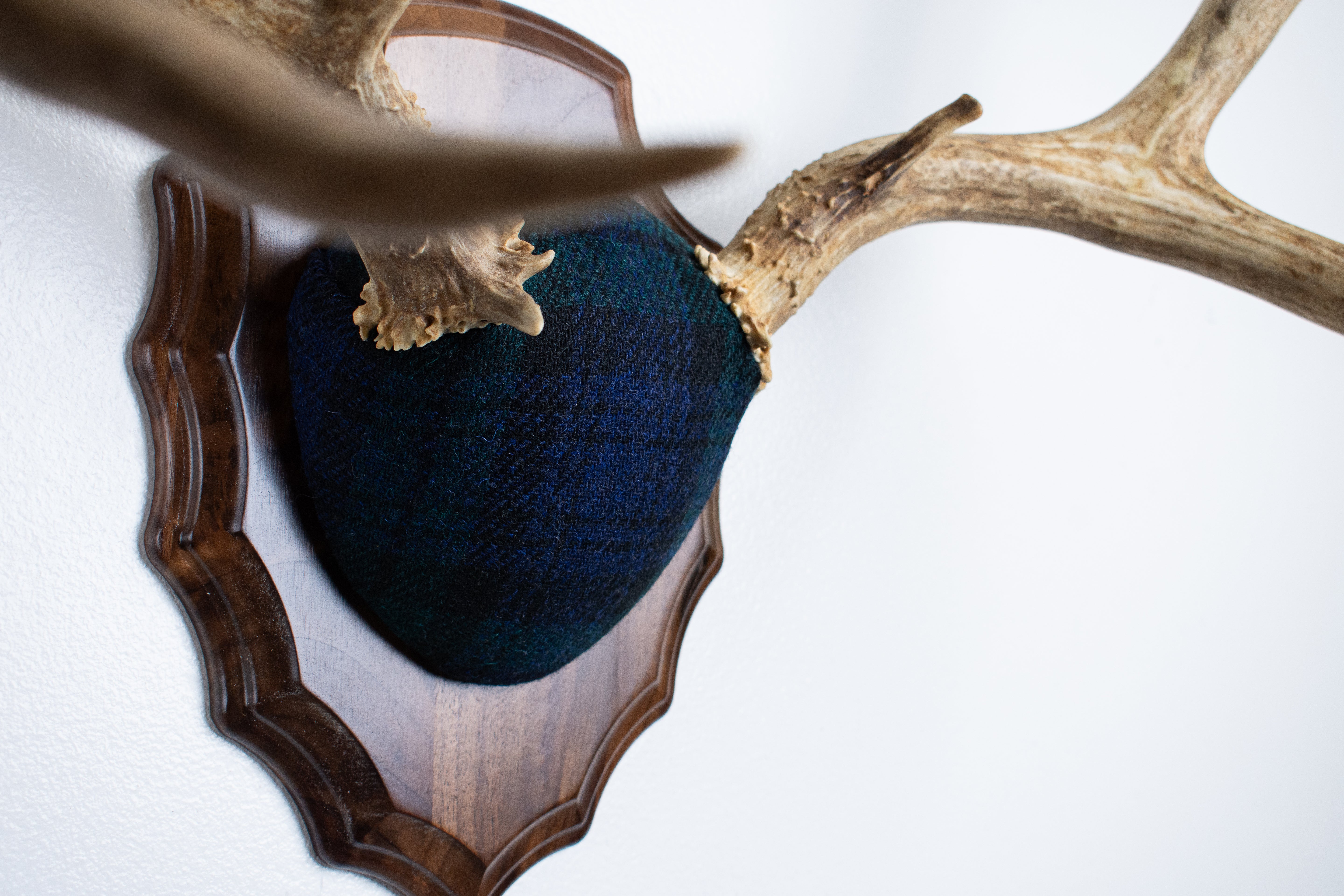 Mule Deer Antler Mount | Black Watch Tartan | 59