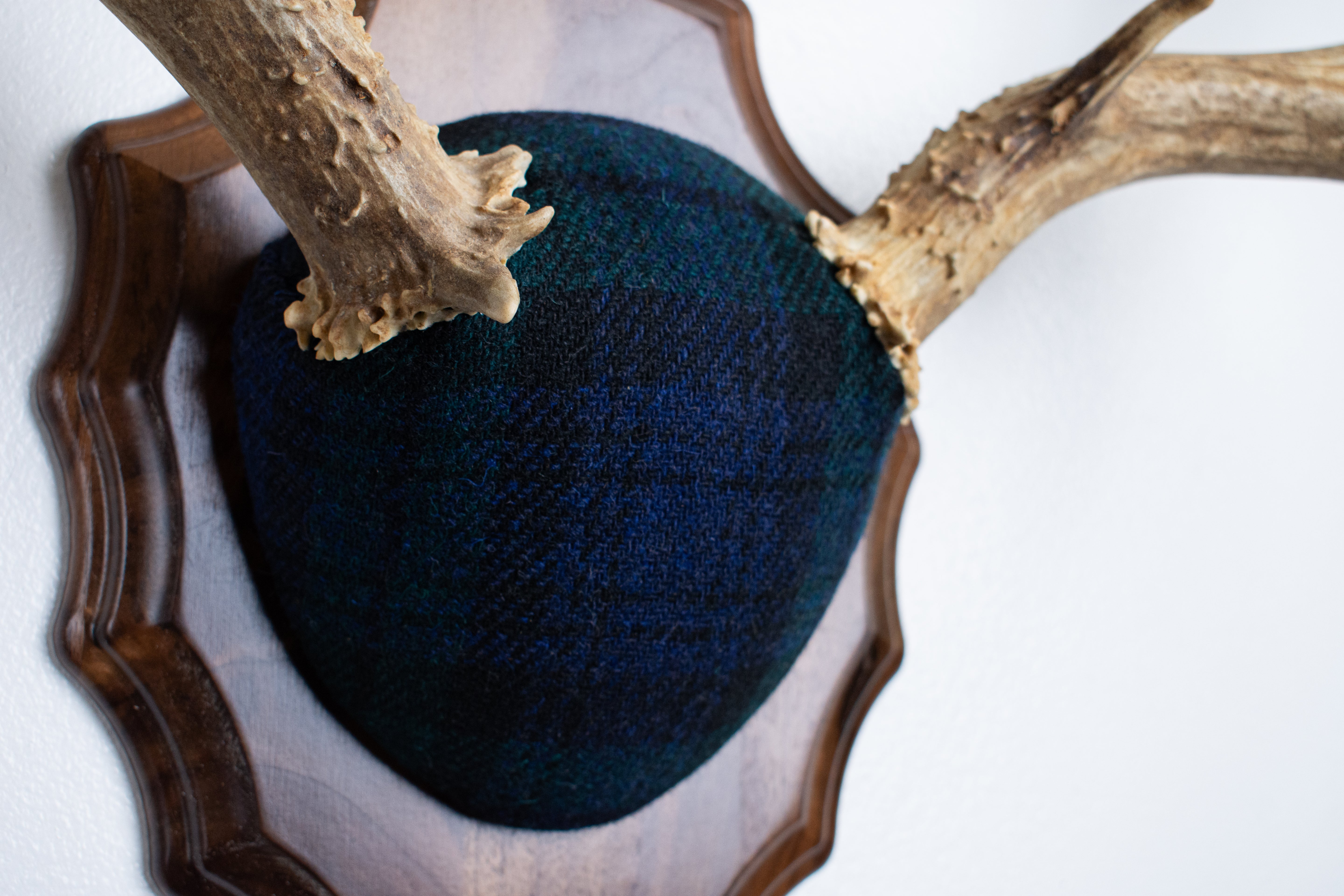Mule Deer Antler Mount | Black Watch Tartan | 59