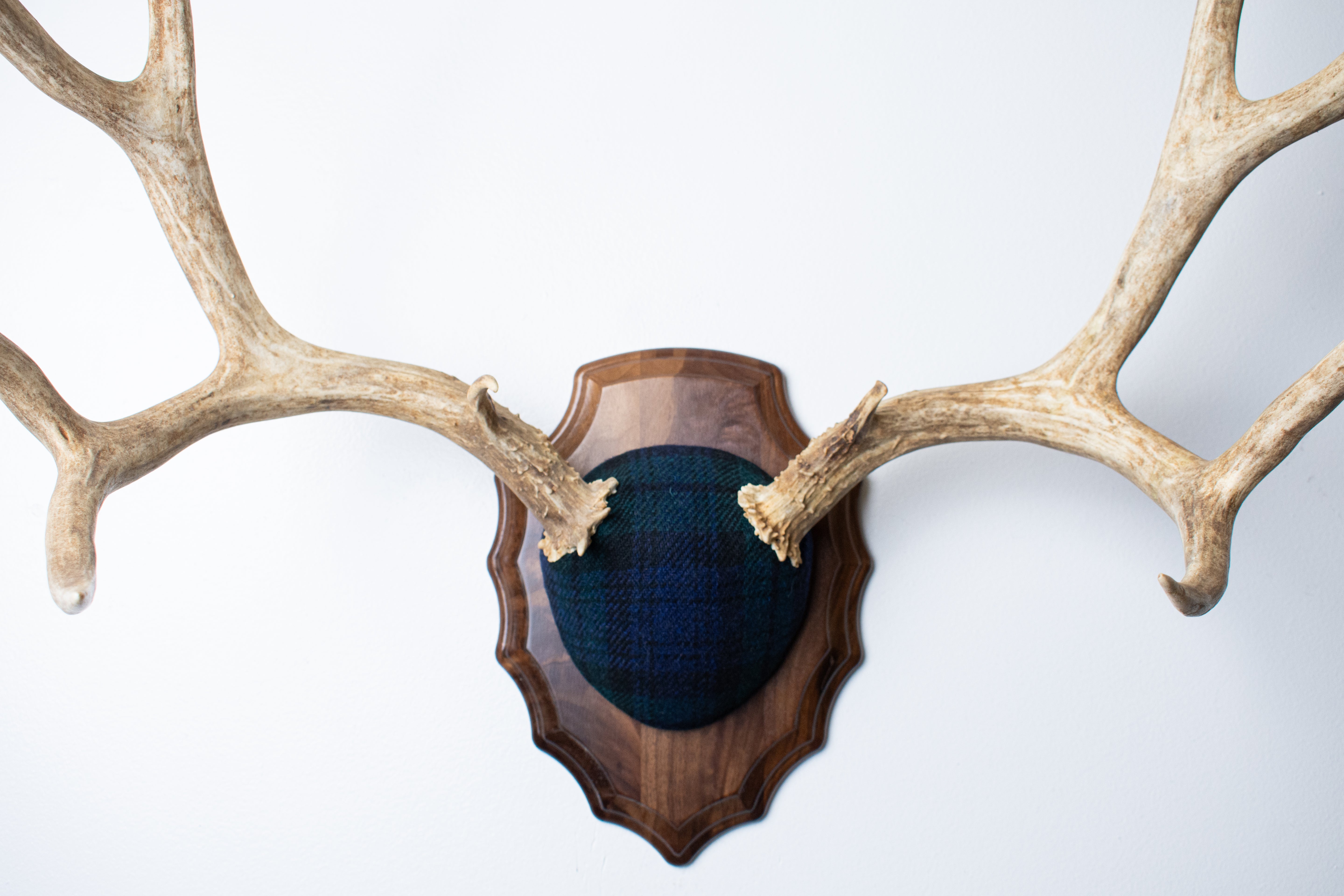 Mule Deer Antler Mount | Black Watch Tartan | 59