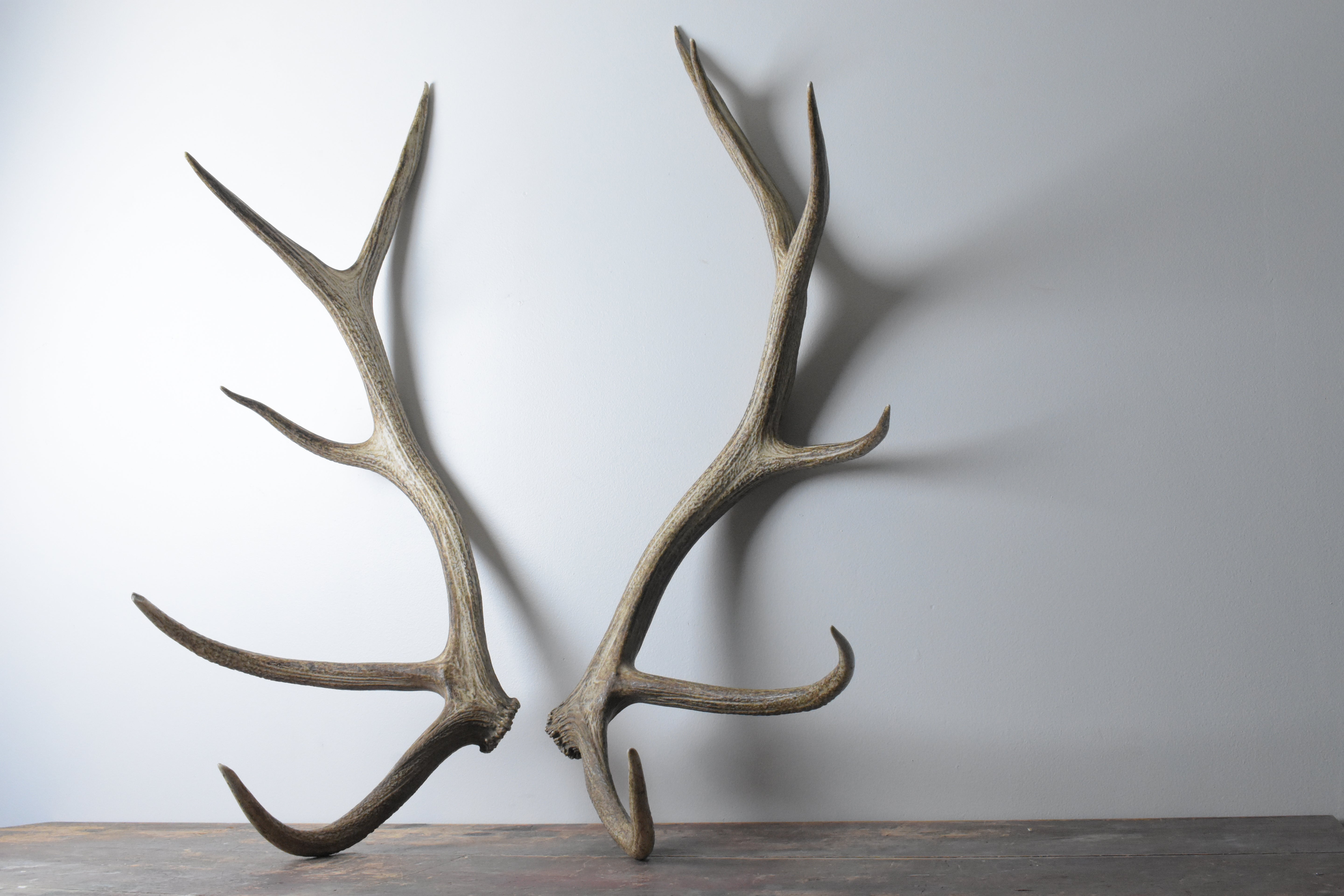 Elk Antler Set | 54