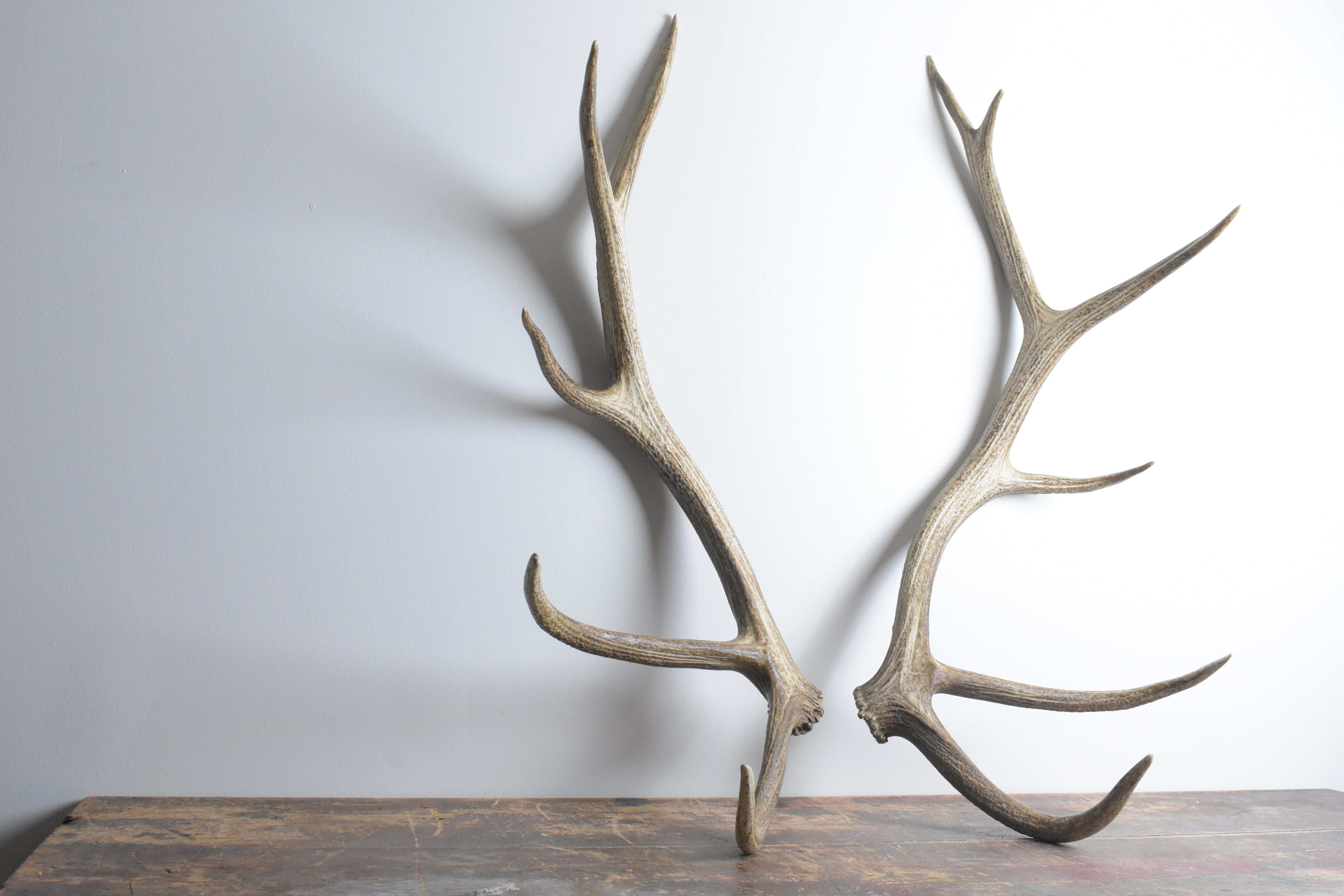 Elk Antler Set | 54