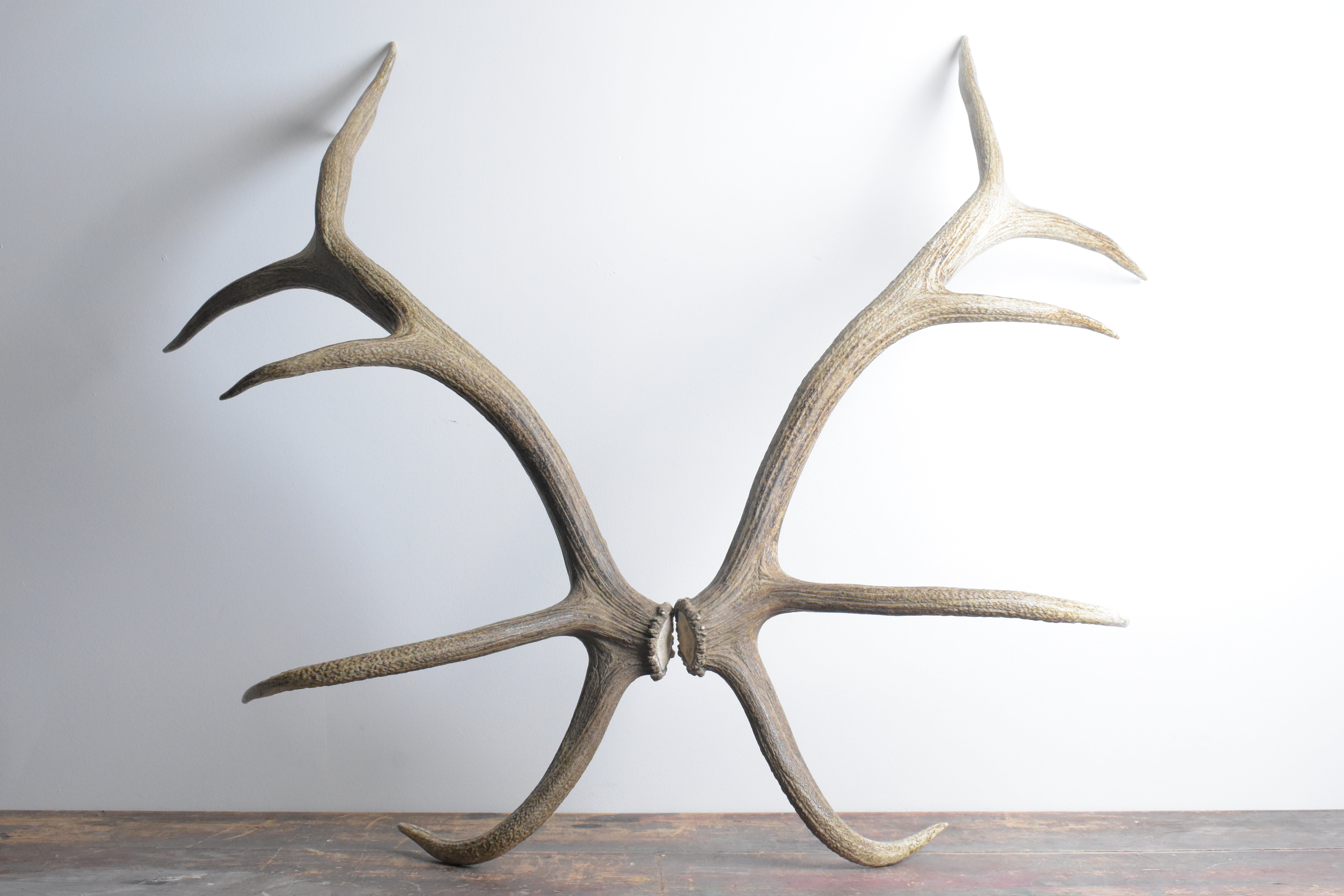 Elk Antler Set | 54
