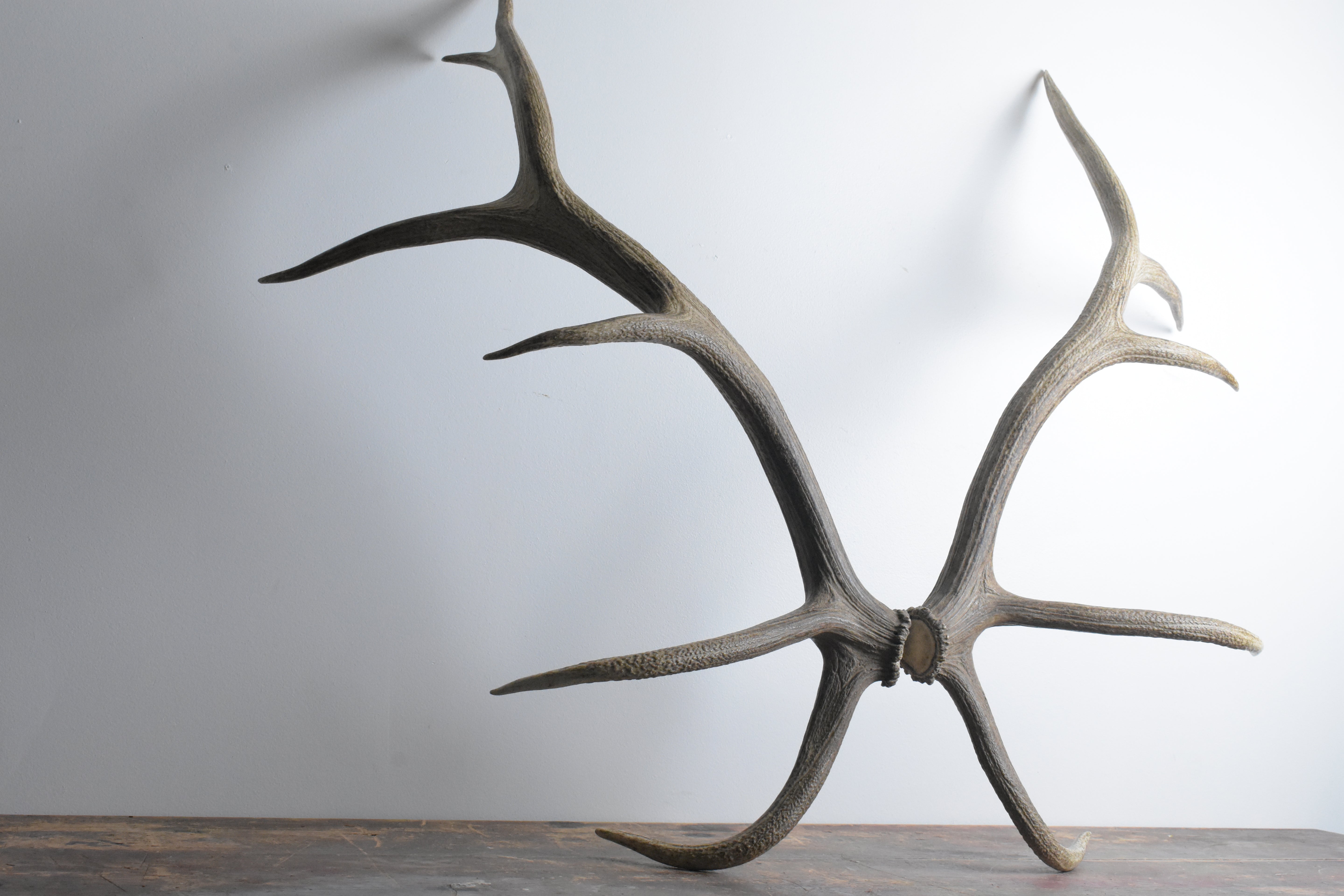 Elk Antler Set | 54