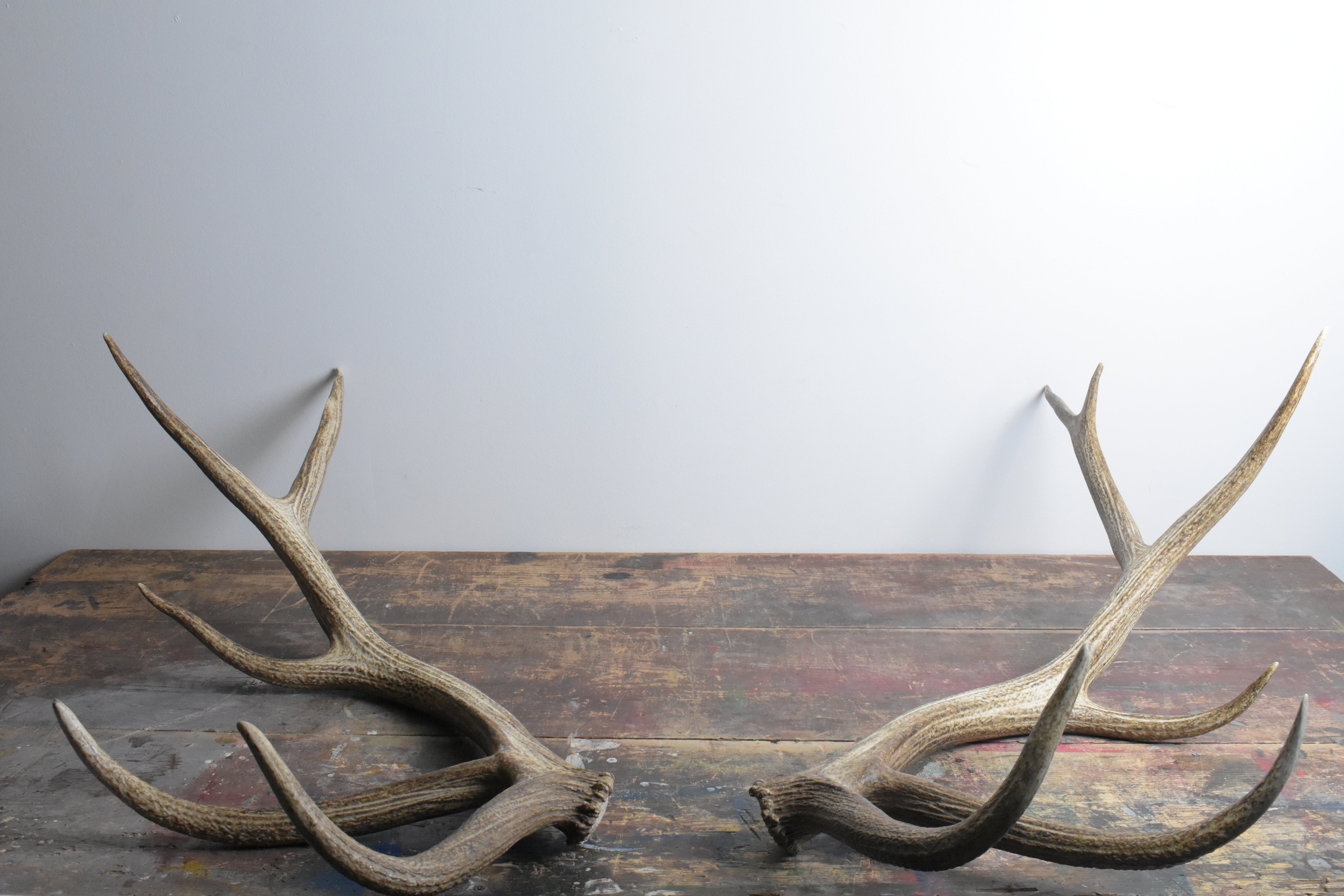 Elk Antler Set | 54