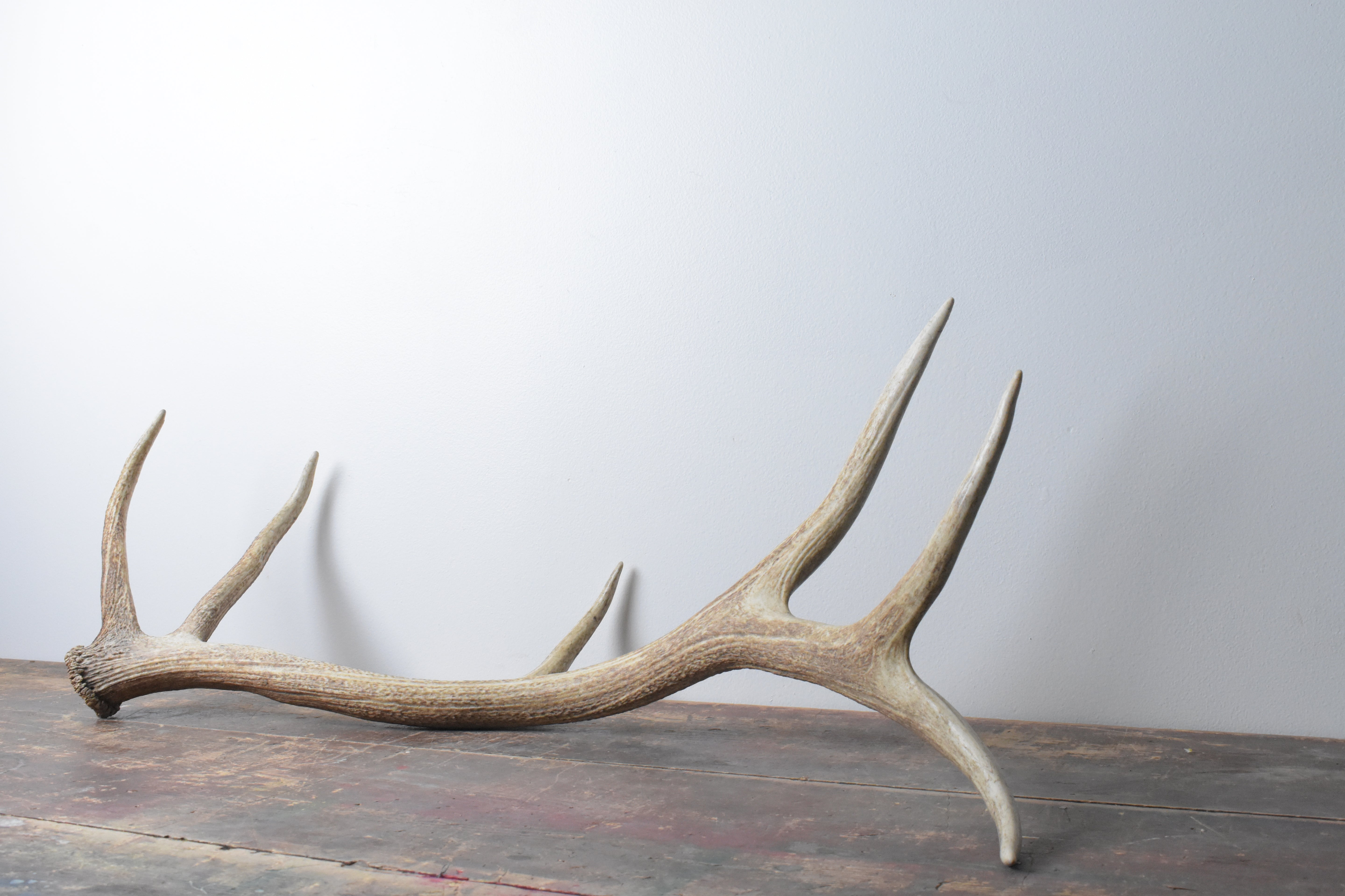 SOLD OUT | Elk Antler | Large Size | 25