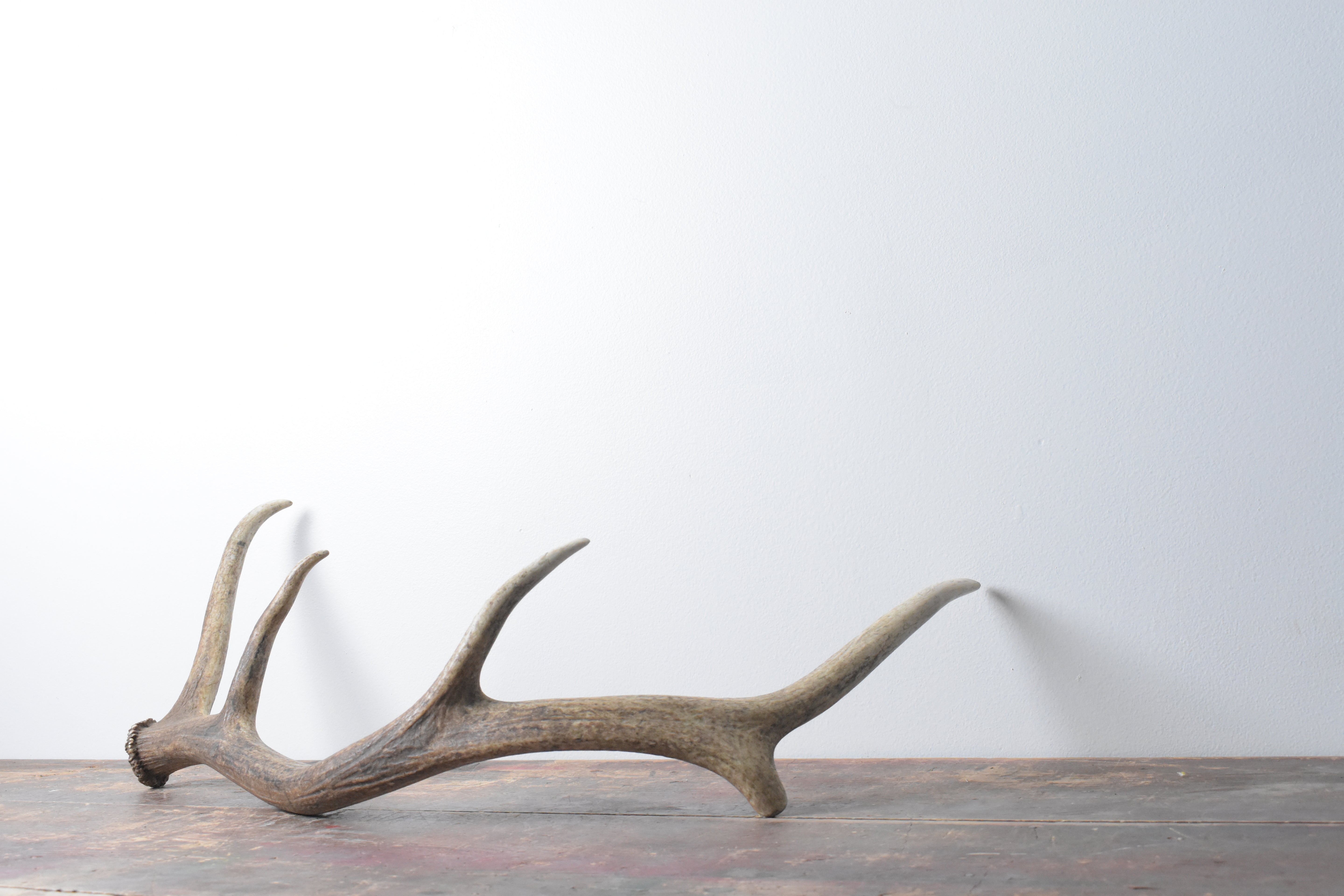 Elk Antler | Medium Size | 32