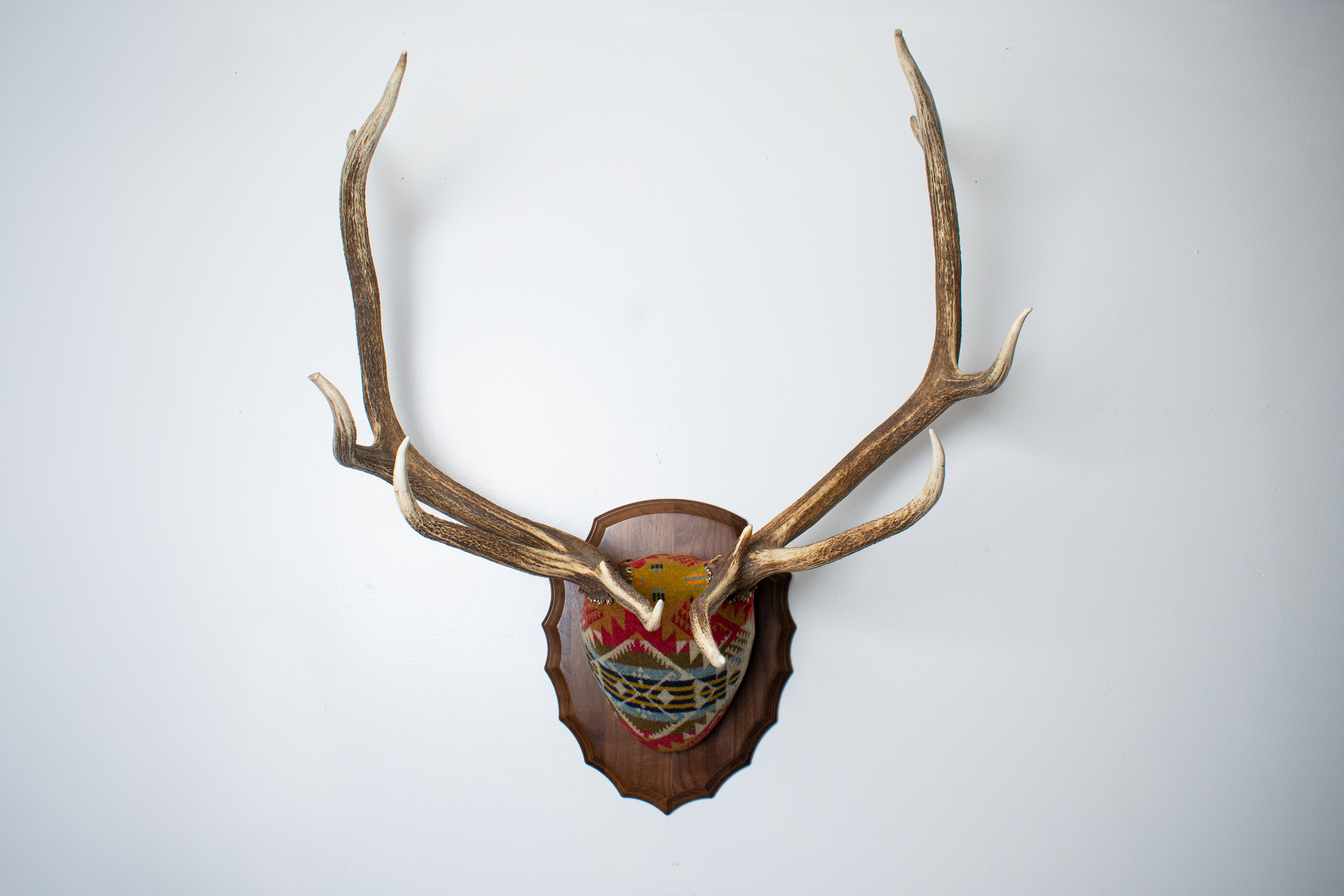 Elk Antler Mount | Canyon | 18
