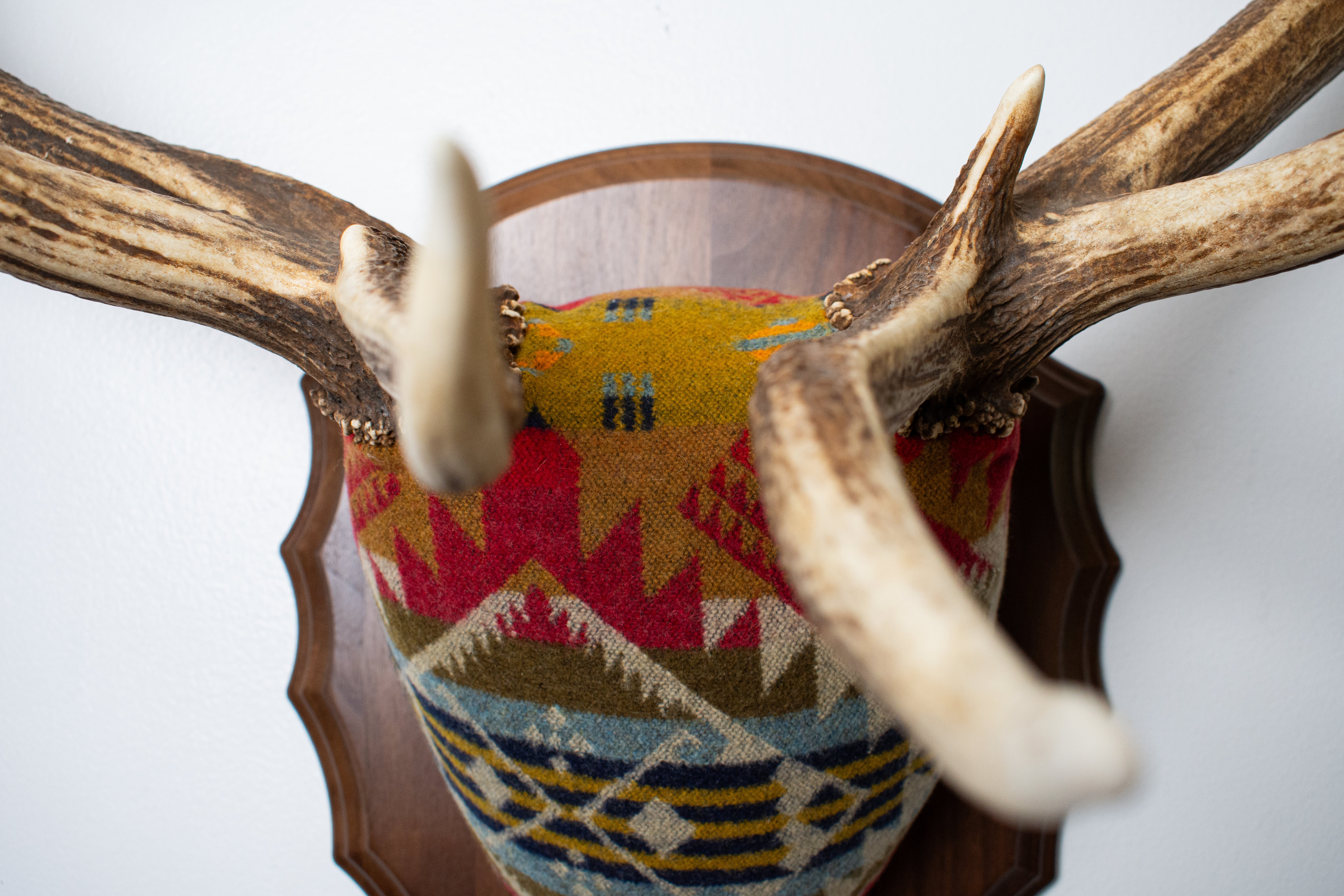 Elk Antler Mount | Canyon | 18