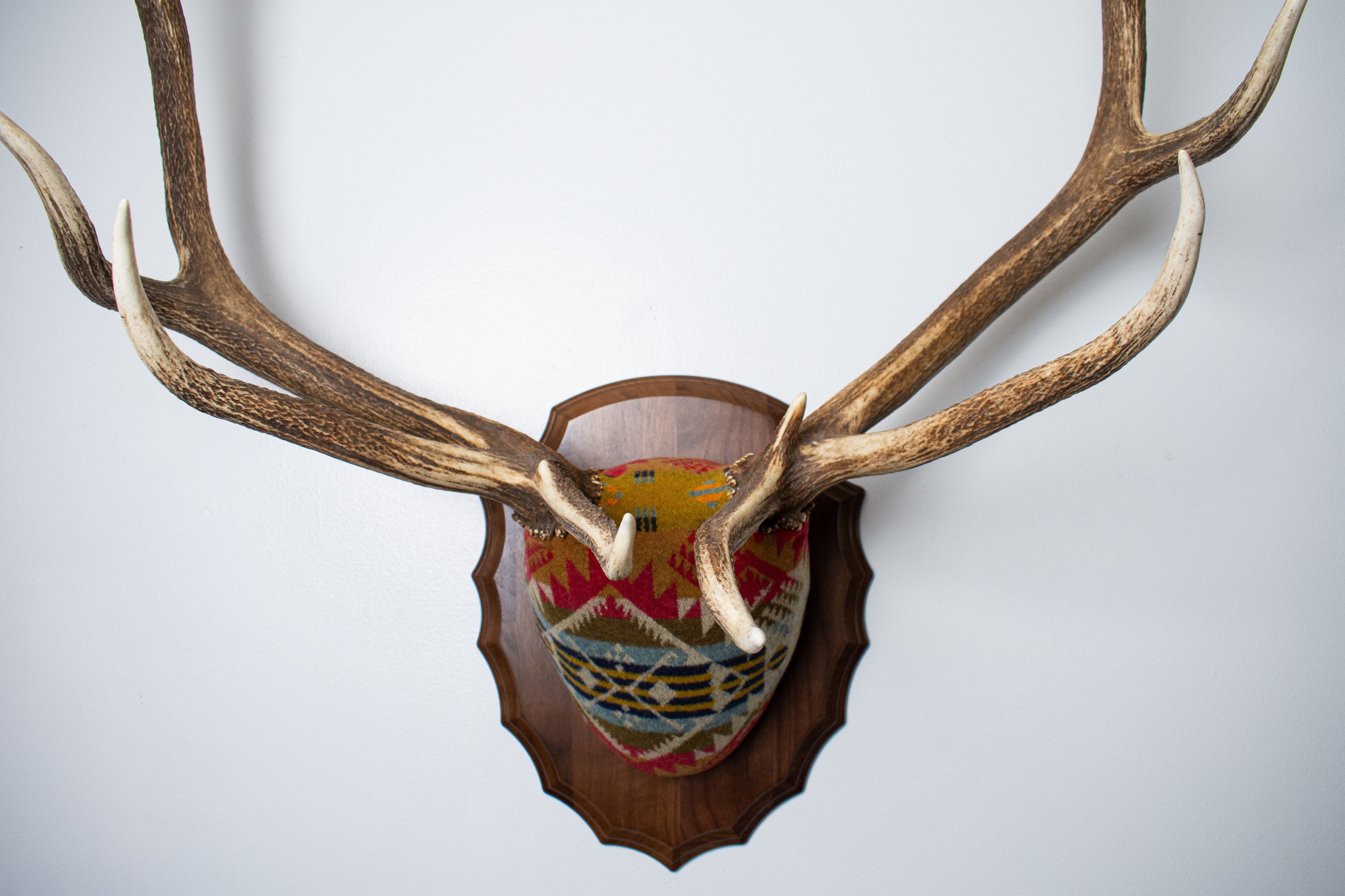 Elk Antler Mount | Canyon | 18