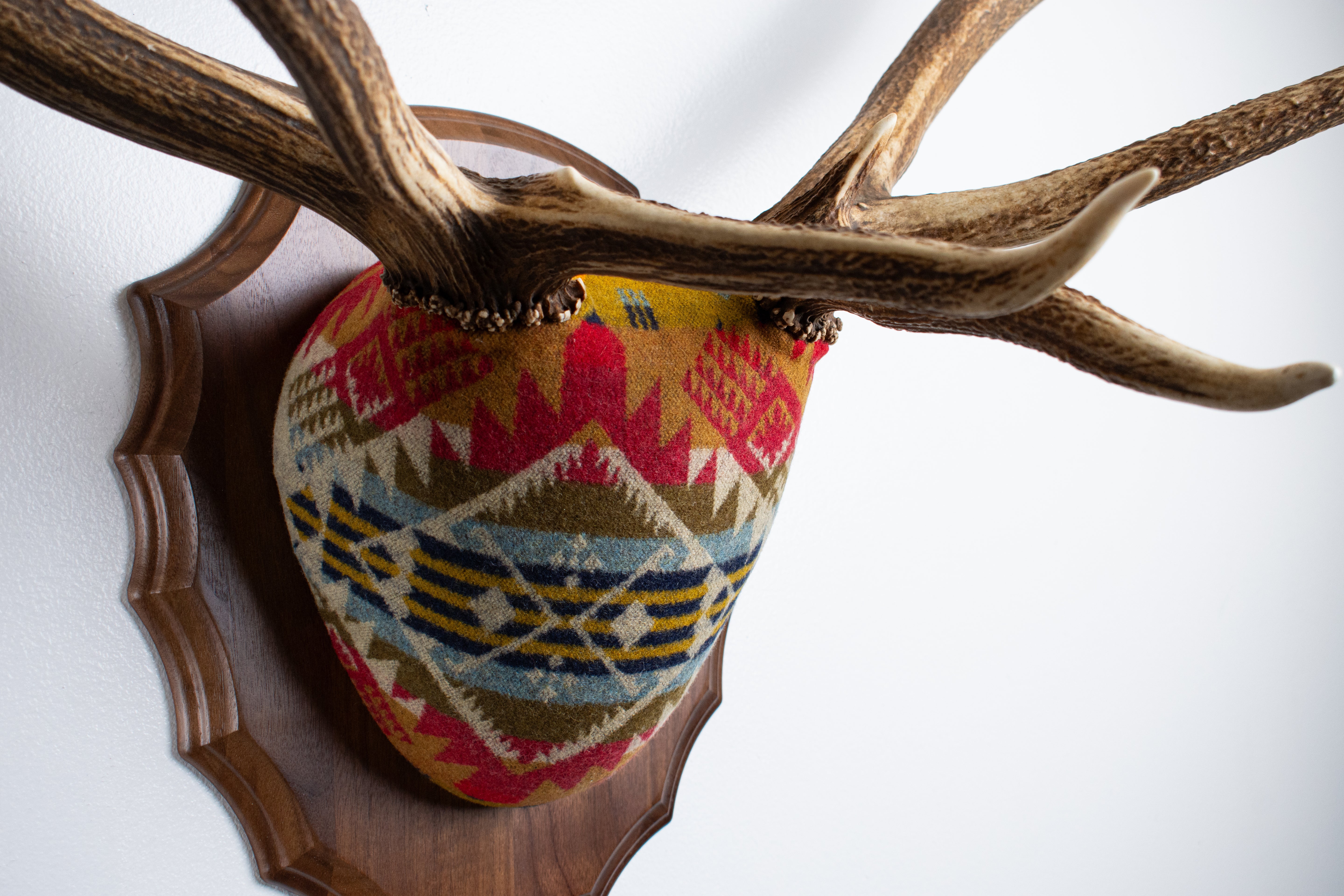 Elk Antler Mount | Canyon | 18