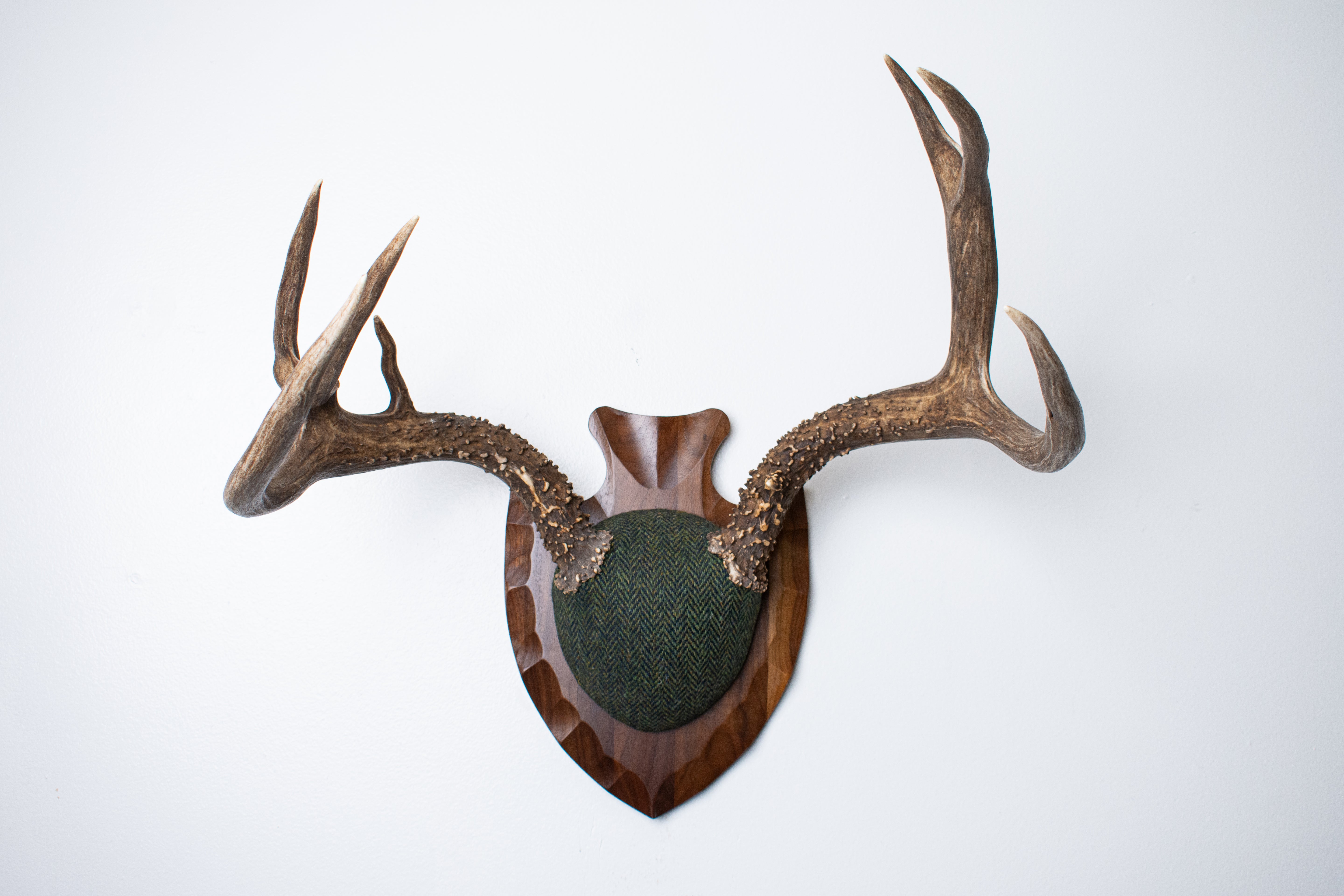Blacktail Deer Antler Mount | Green & Black Herringbone | 60