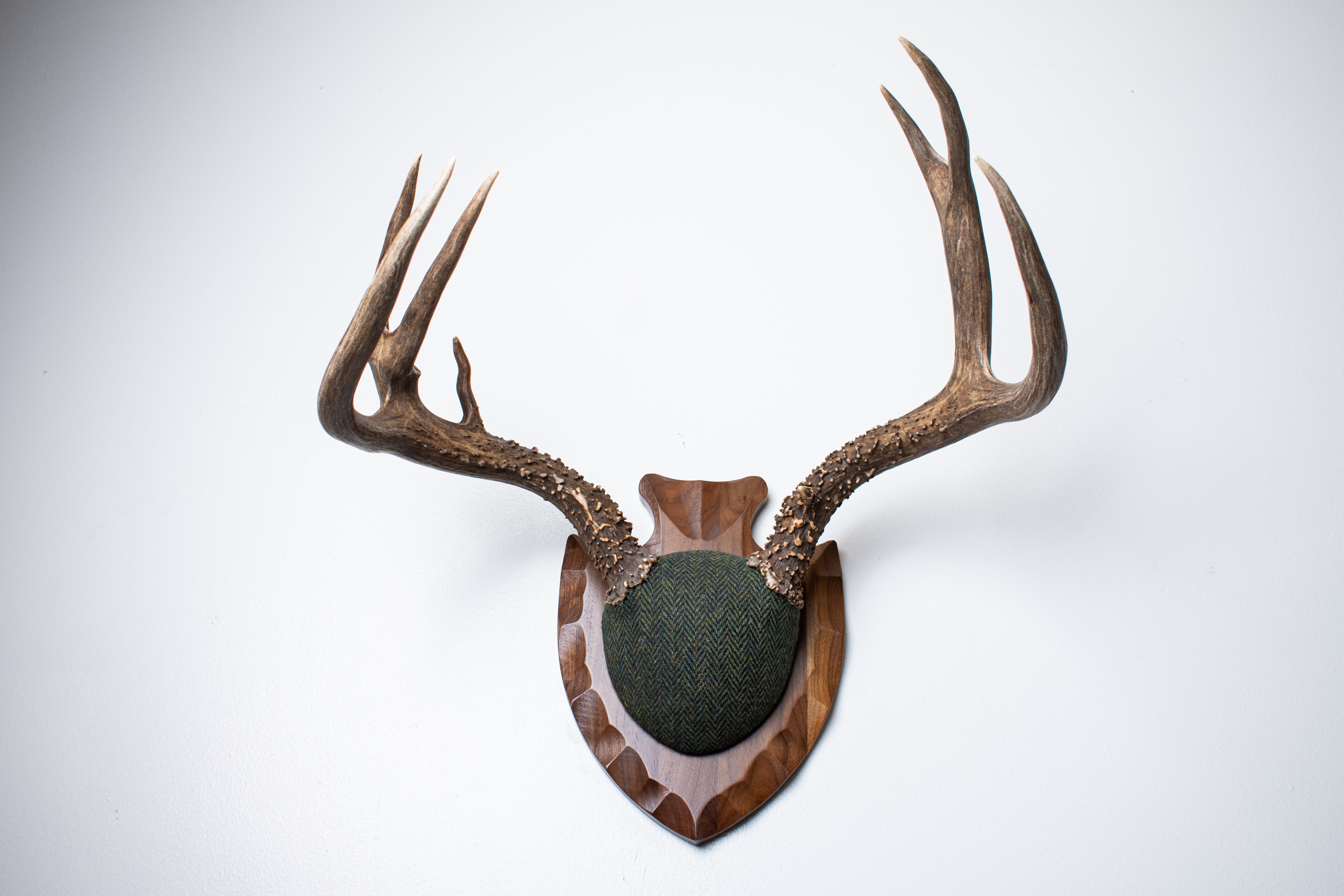 Blacktail Deer Antler Mount | Green & Black Herringbone | 60