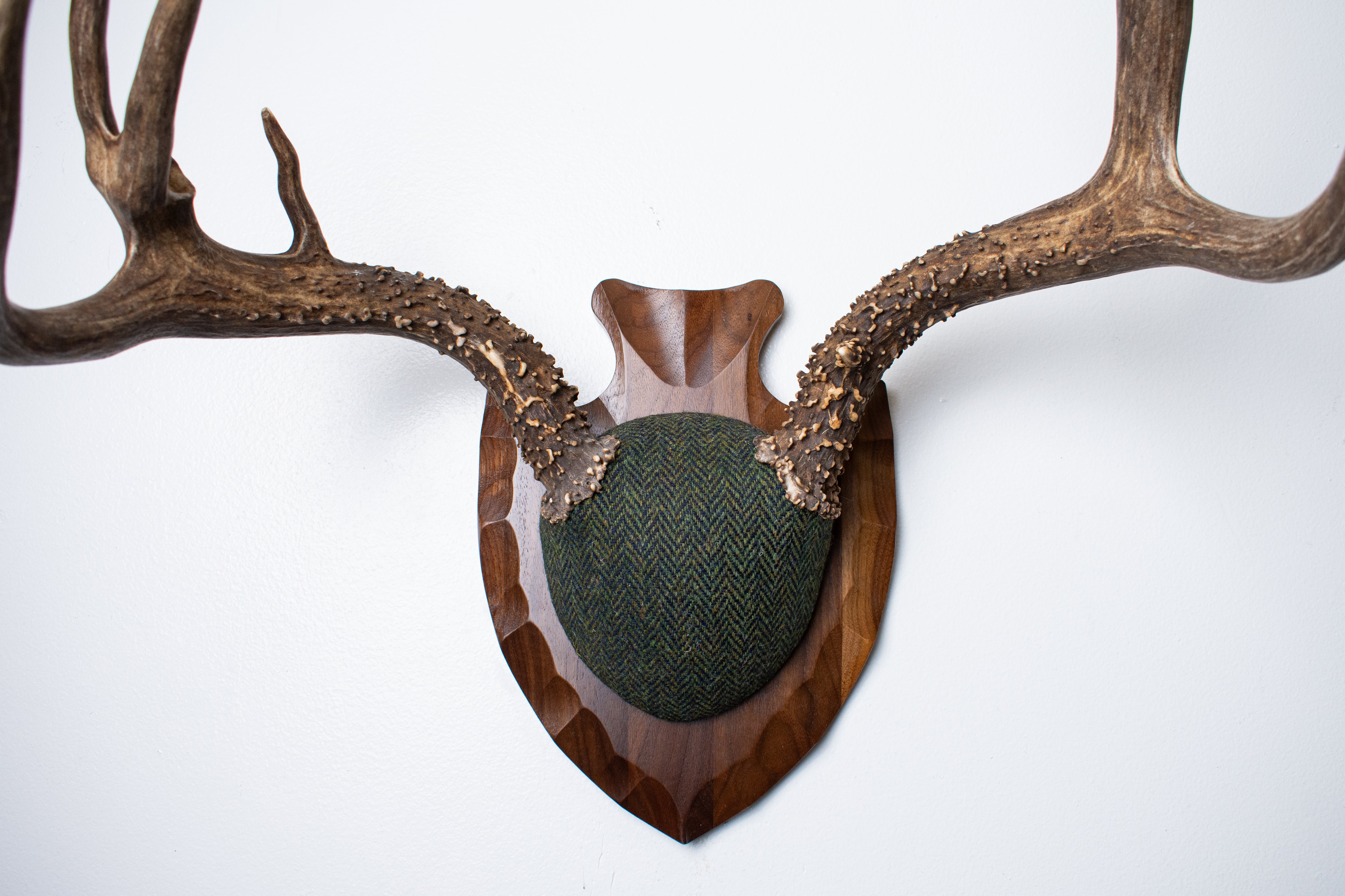 Blacktail Deer Antler Mount | Green & Black Herringbone | 60