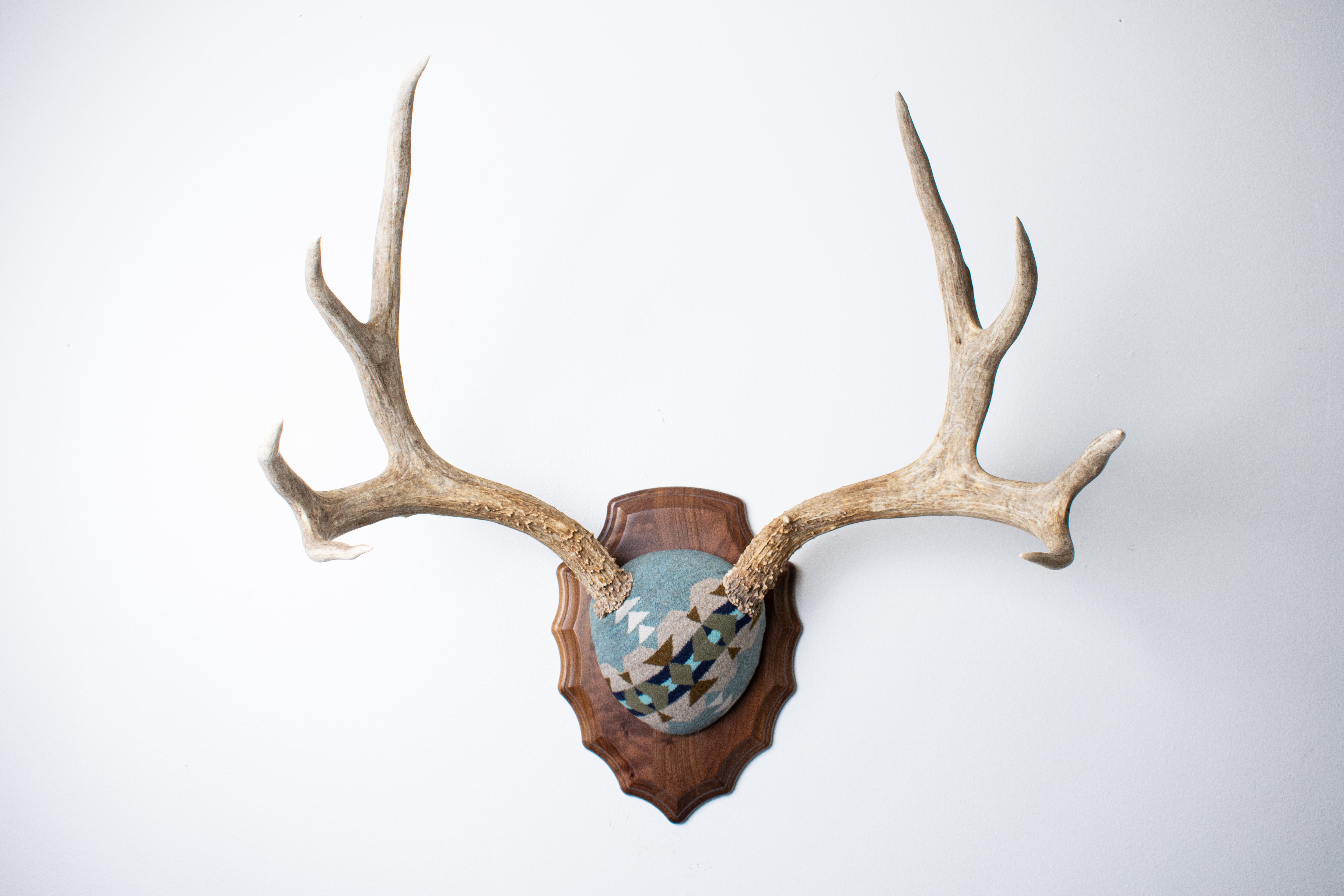 Mule Deer Antler Mount | Stone | 19