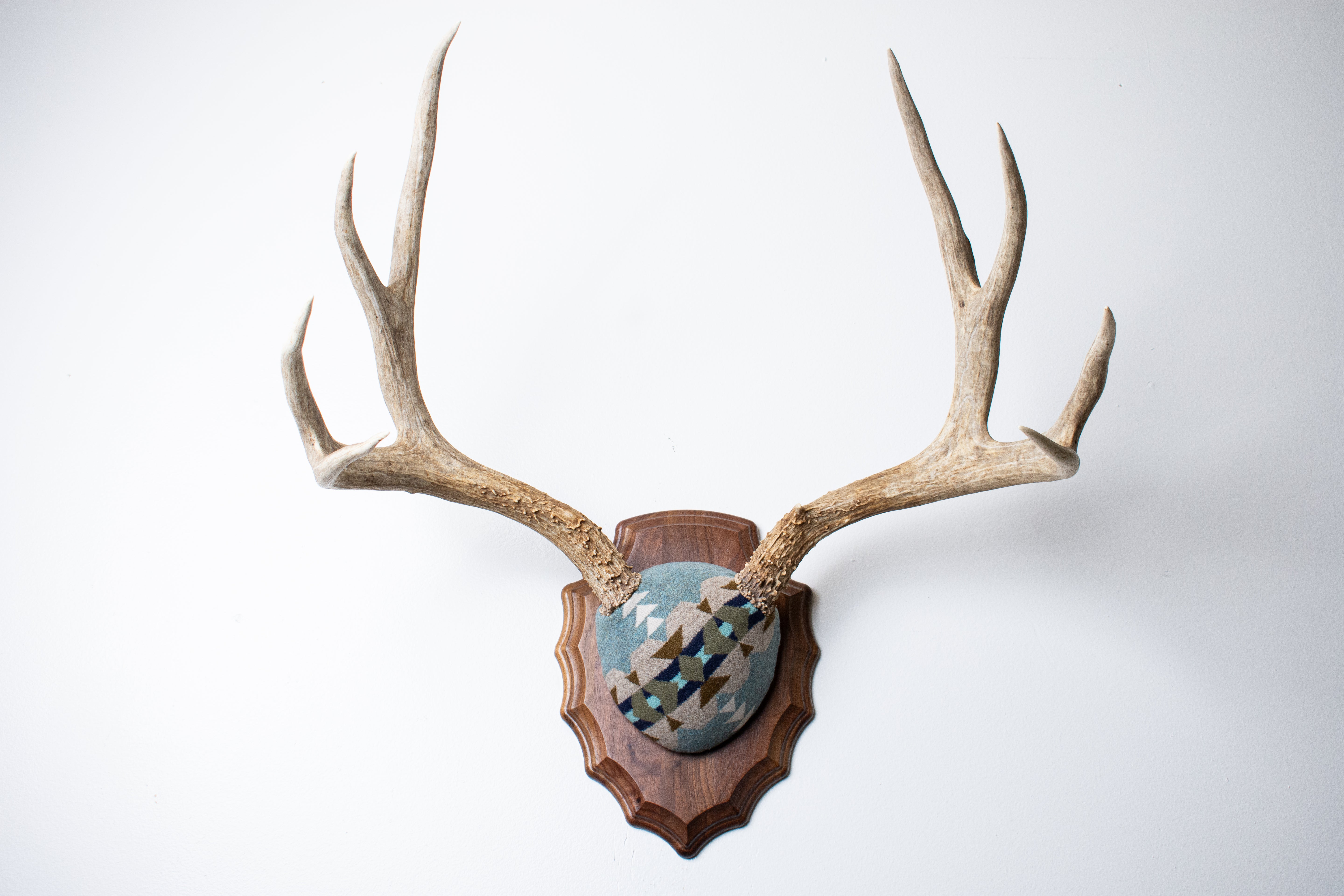 Mule Deer Antler Mount | Stone | 19