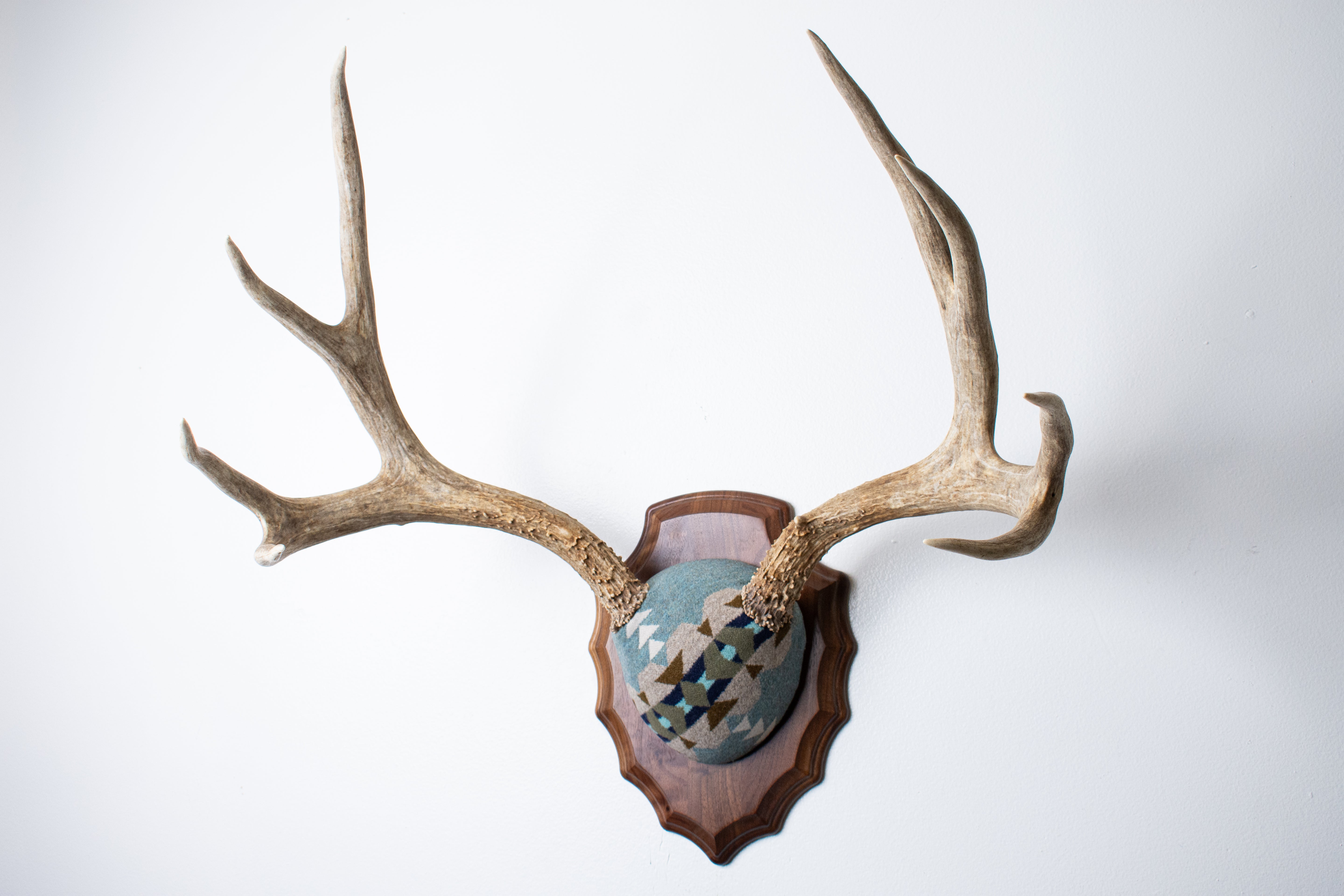 Mule Deer Antler Mount | Stone | 19