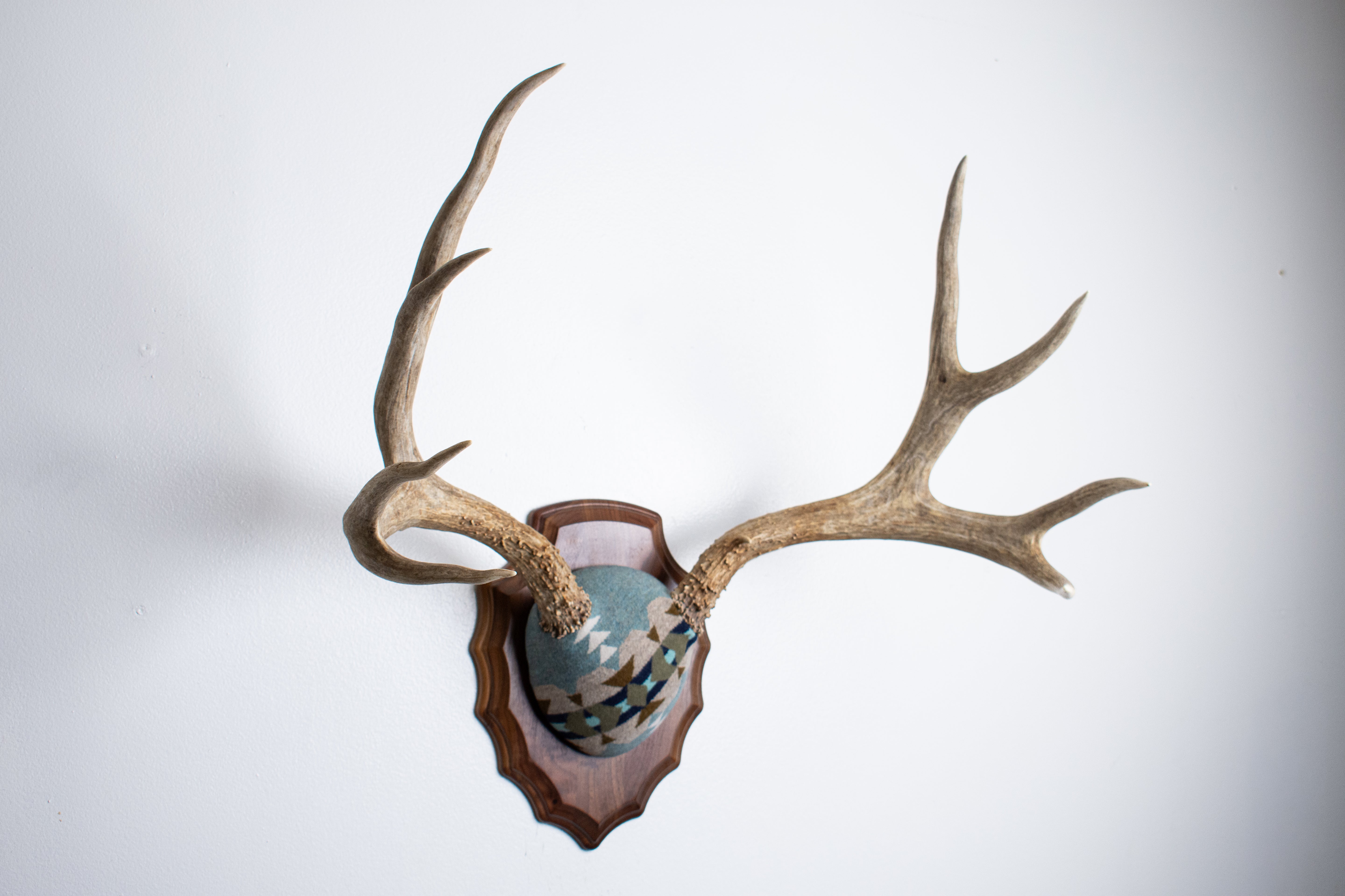 Mule Deer Antler Mount | Stone | 19