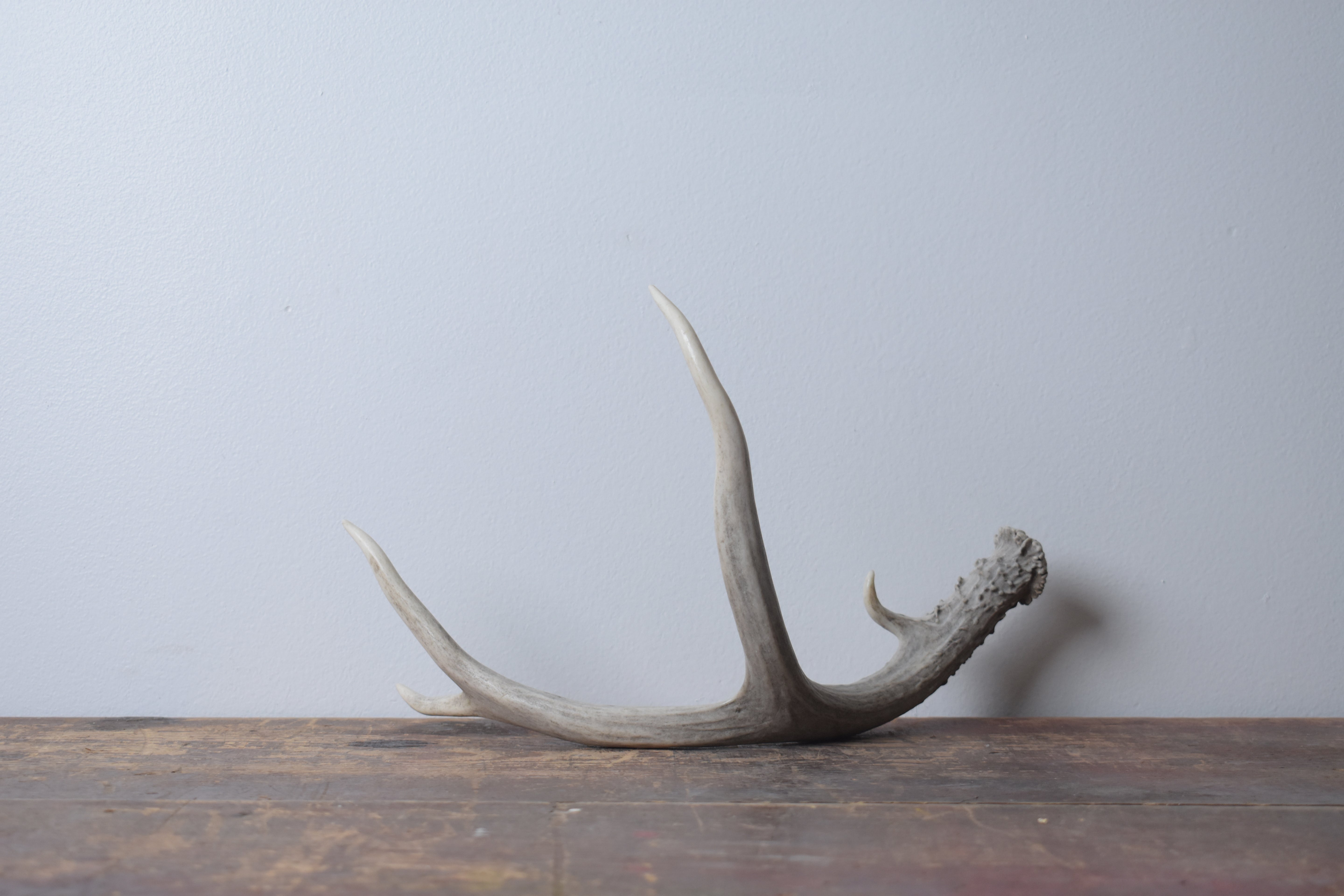 Mule Deer Antler | Small Size | 52