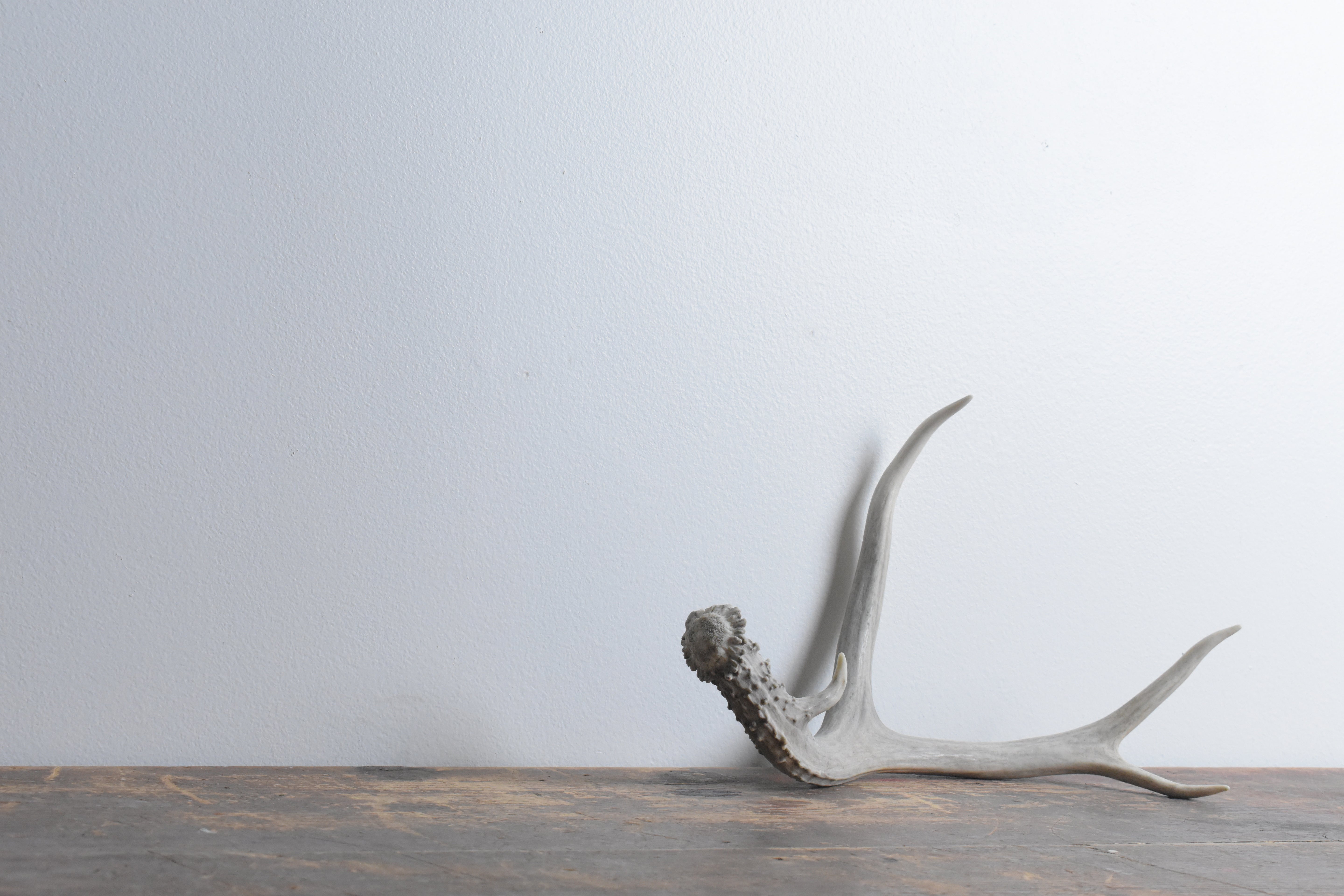 Mule Deer Antler | Small Size | 52