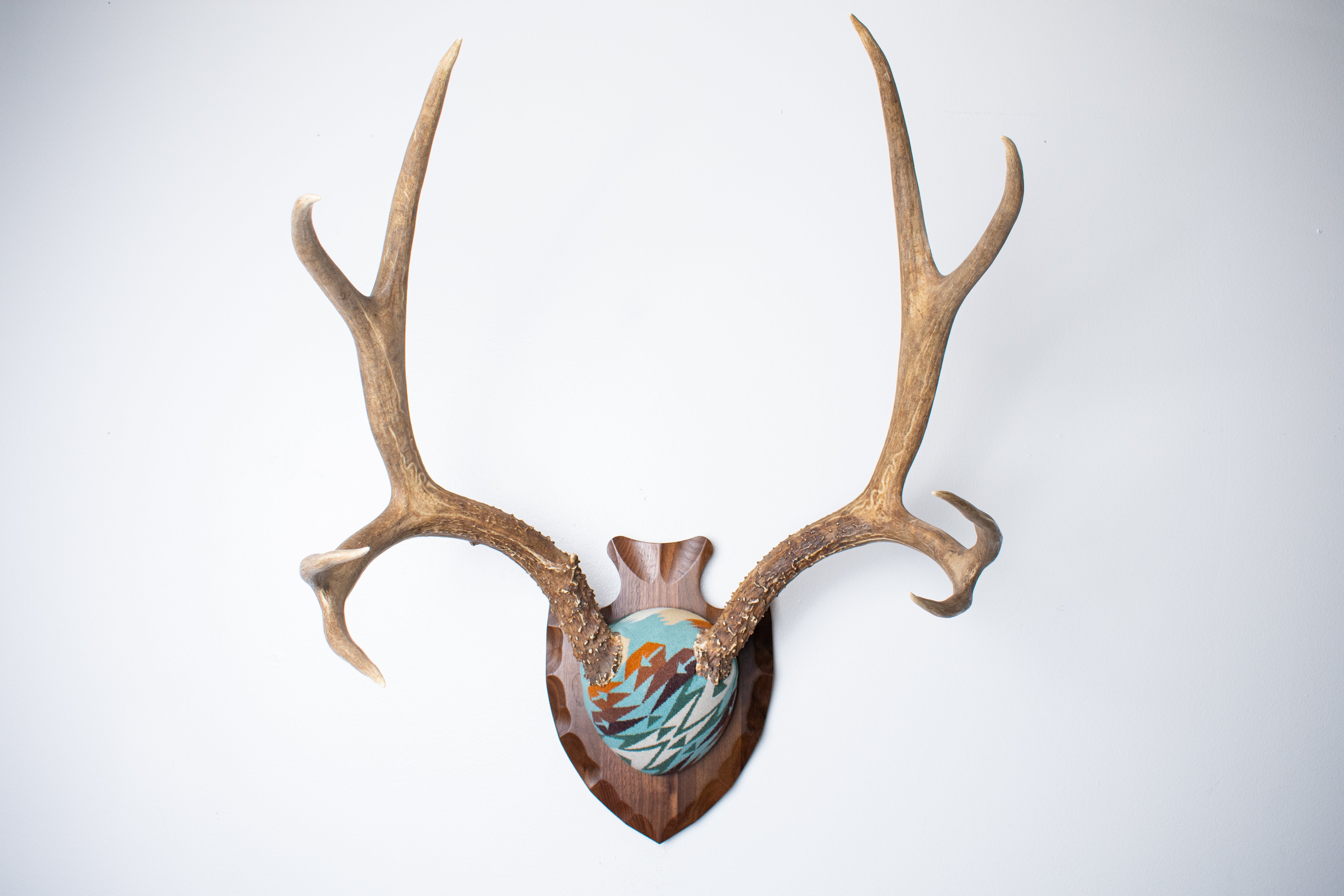Mule Deer Antler Mount | Juniper | 21