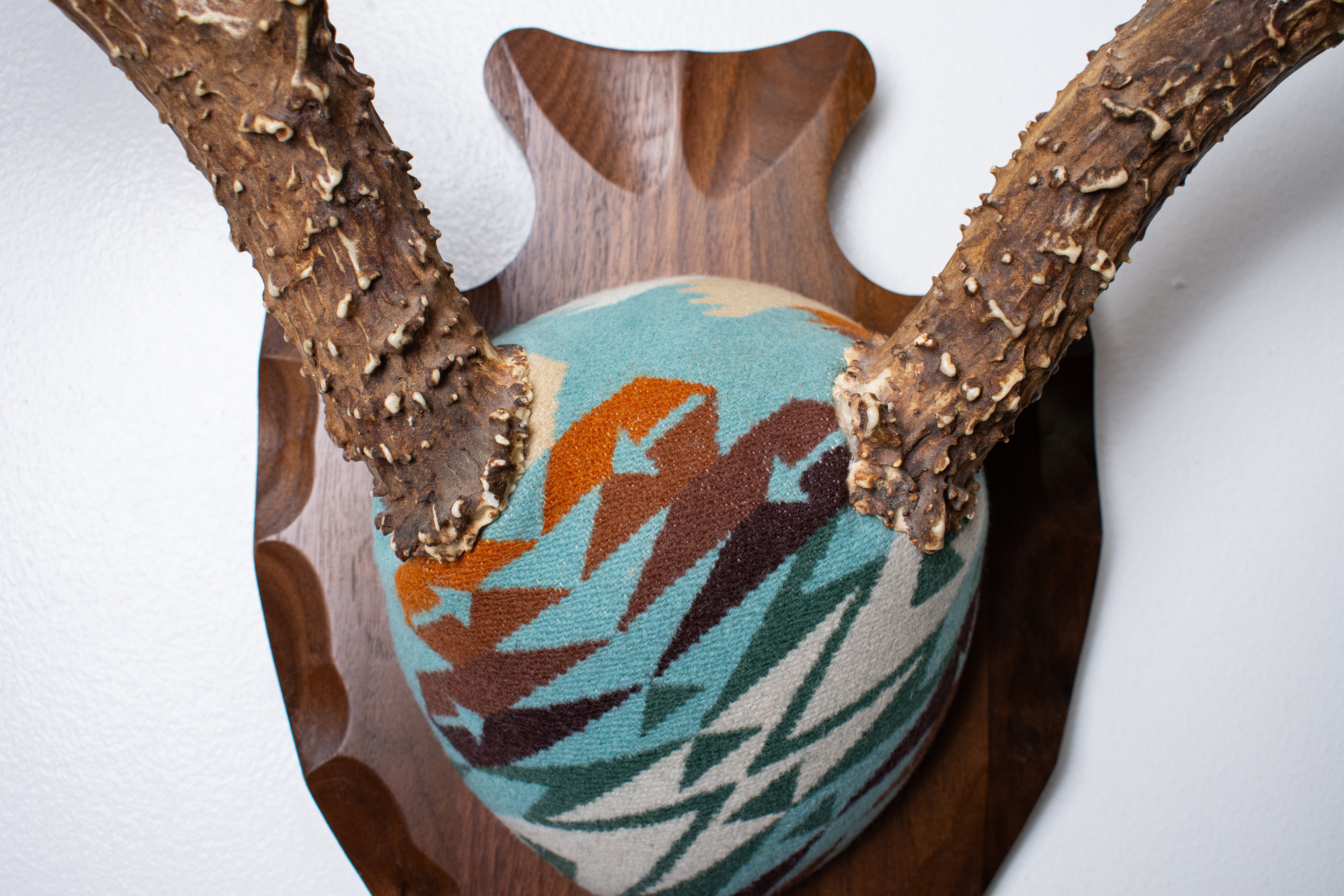 Mule Deer Antler Mount | Juniper | 21
