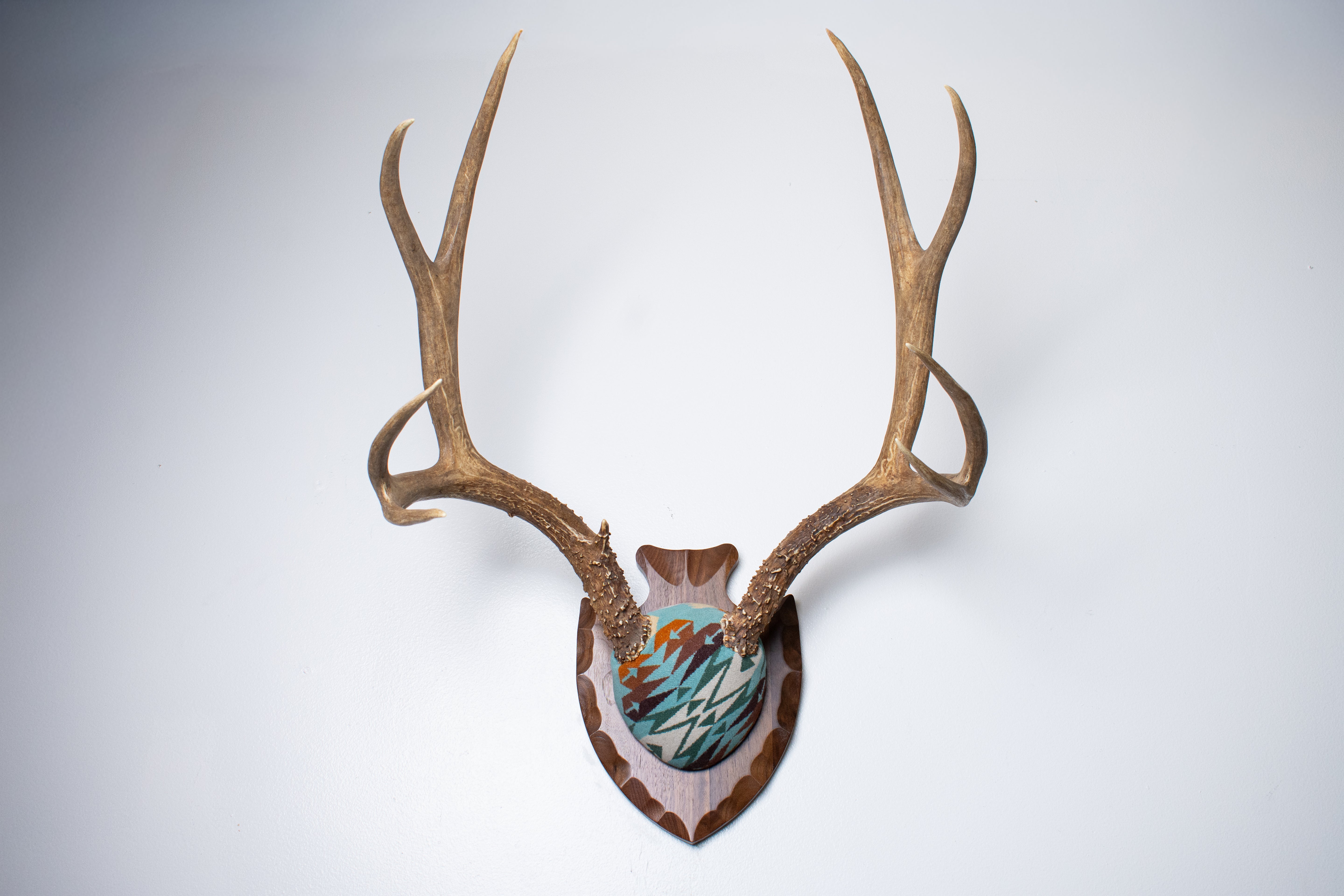 Mule Deer Antler Mount | Juniper | 21