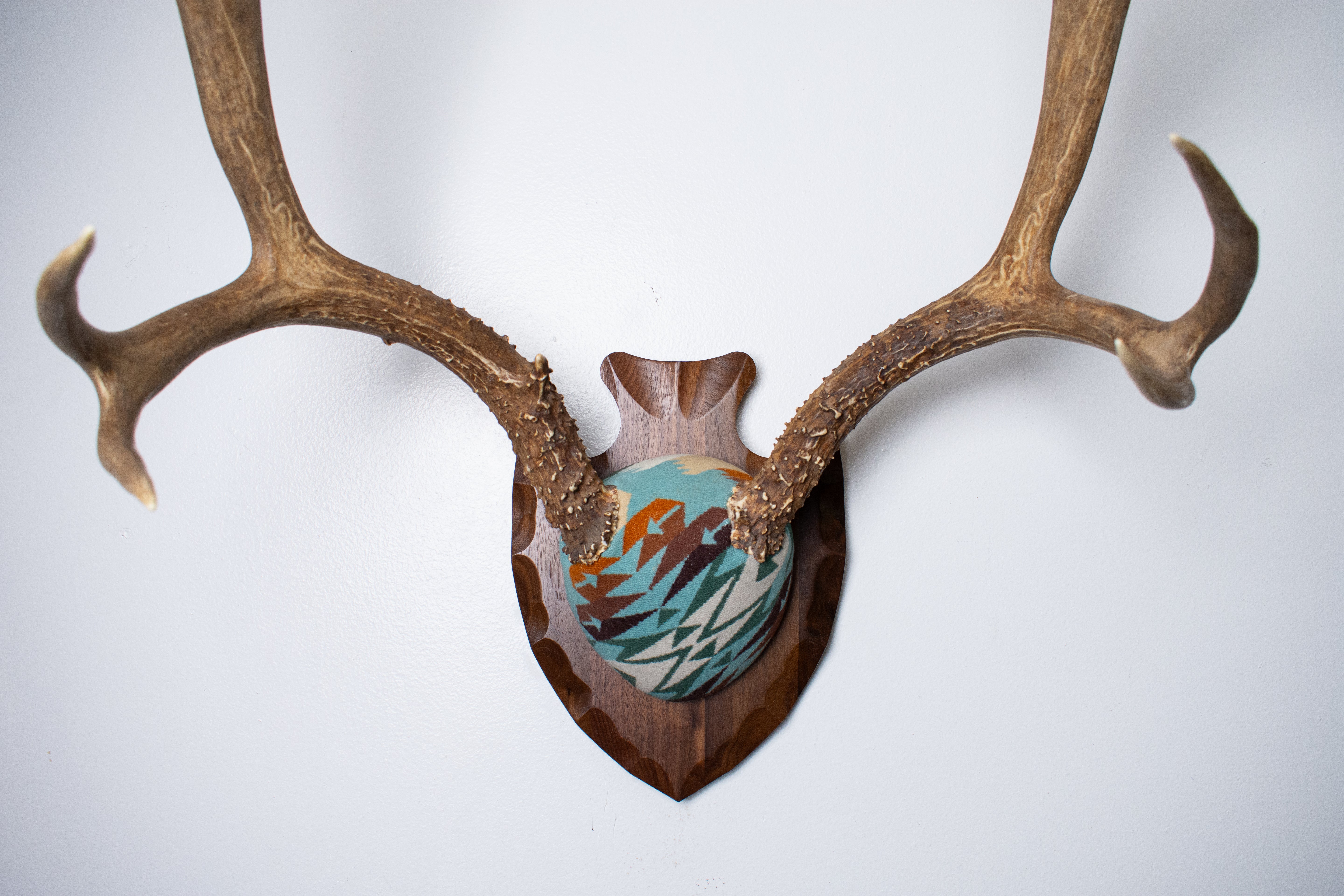 Mule Deer Antler Mount | Juniper | 21