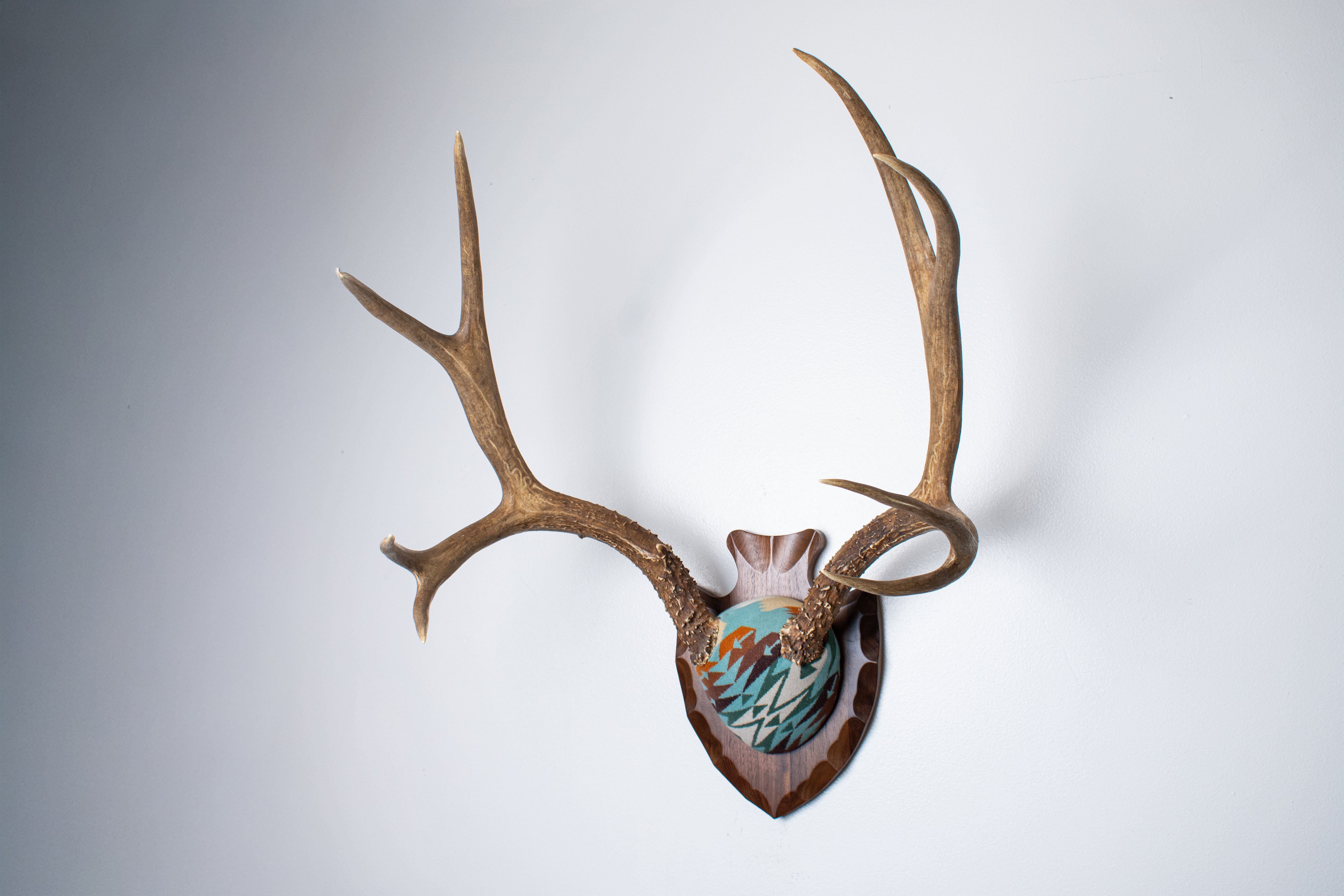 Mule Deer Antler Mount | Juniper | 21