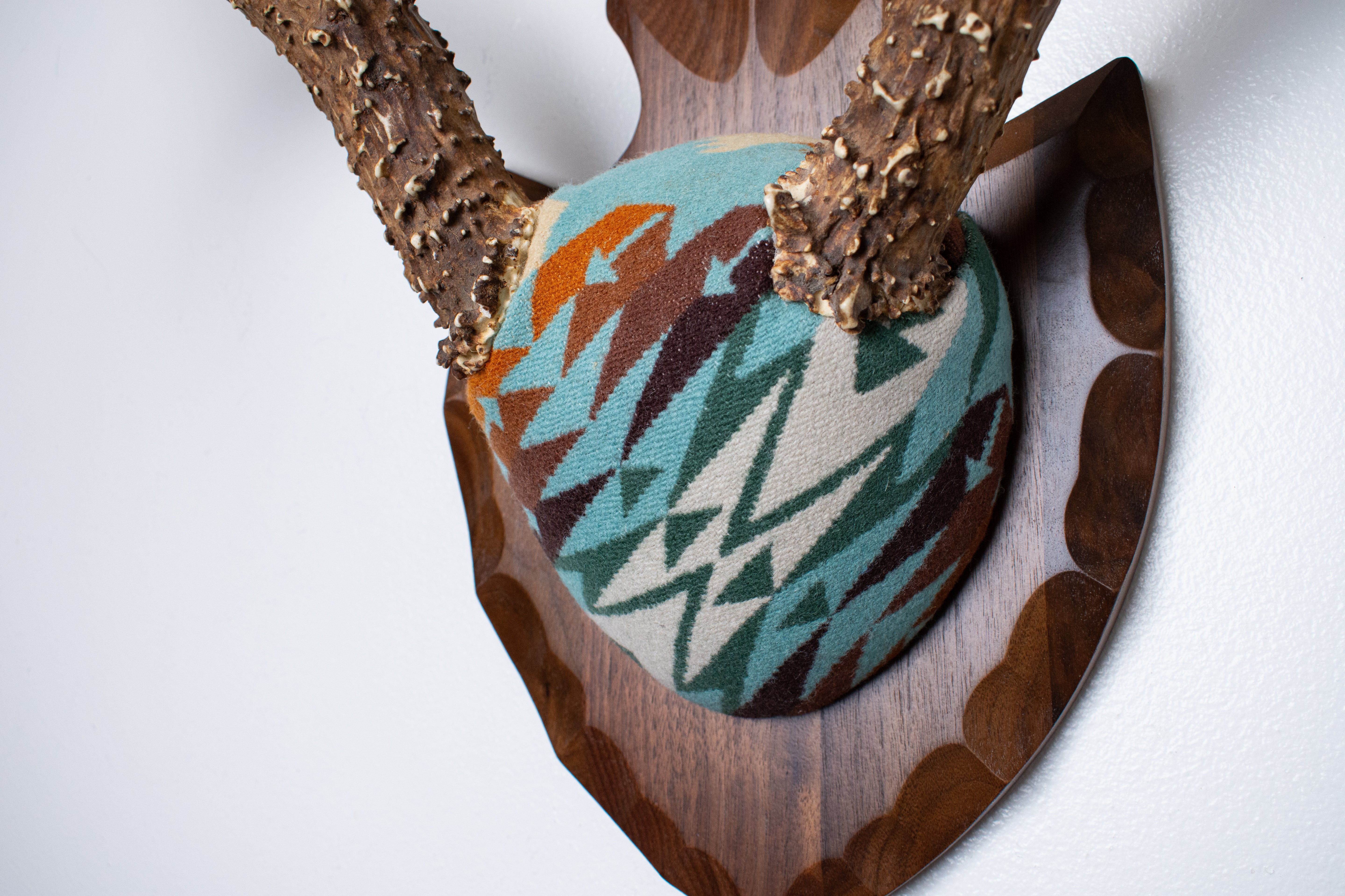 Mule Deer Antler Mount | Juniper | 21