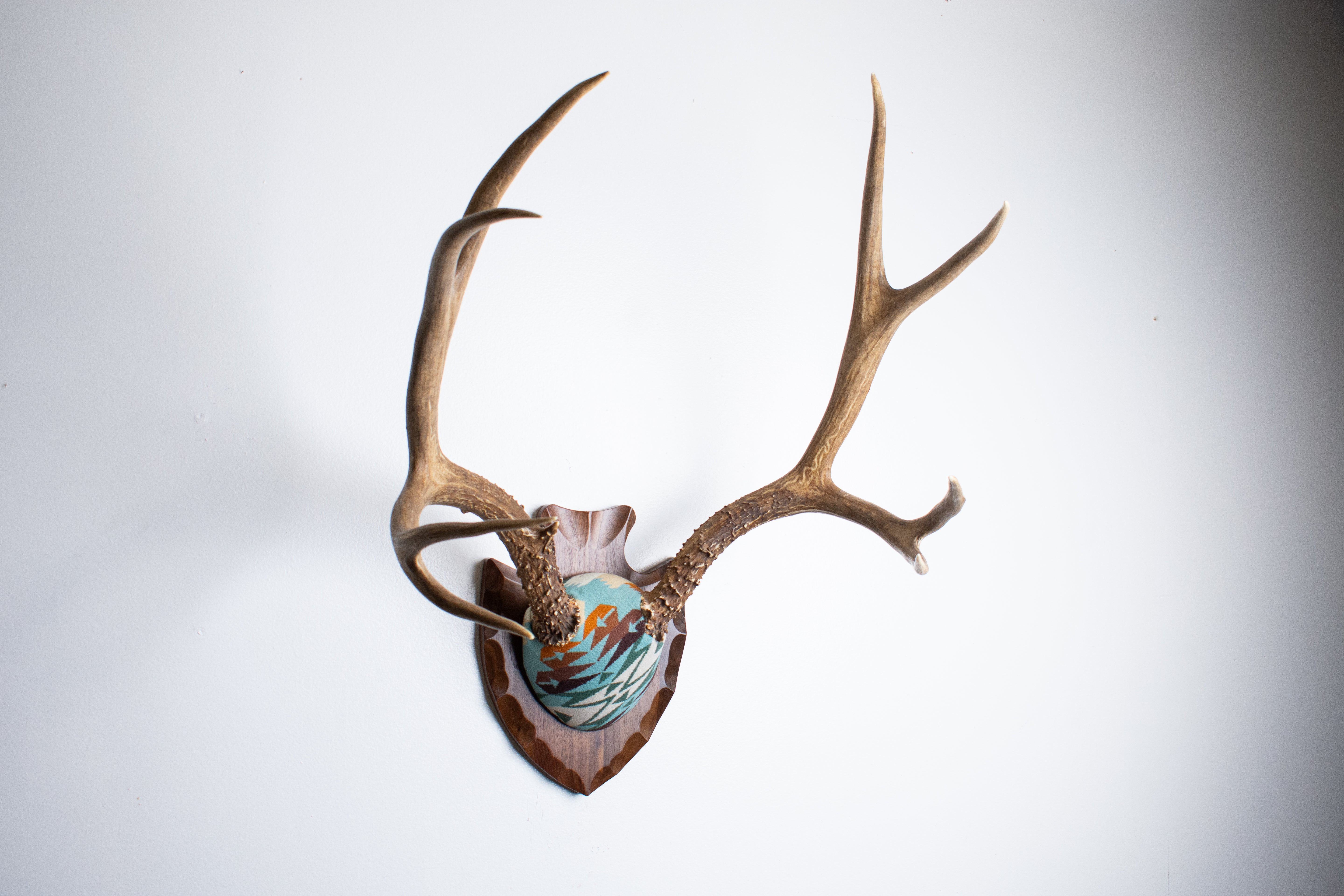 Mule Deer Antler Mount | Juniper | 21