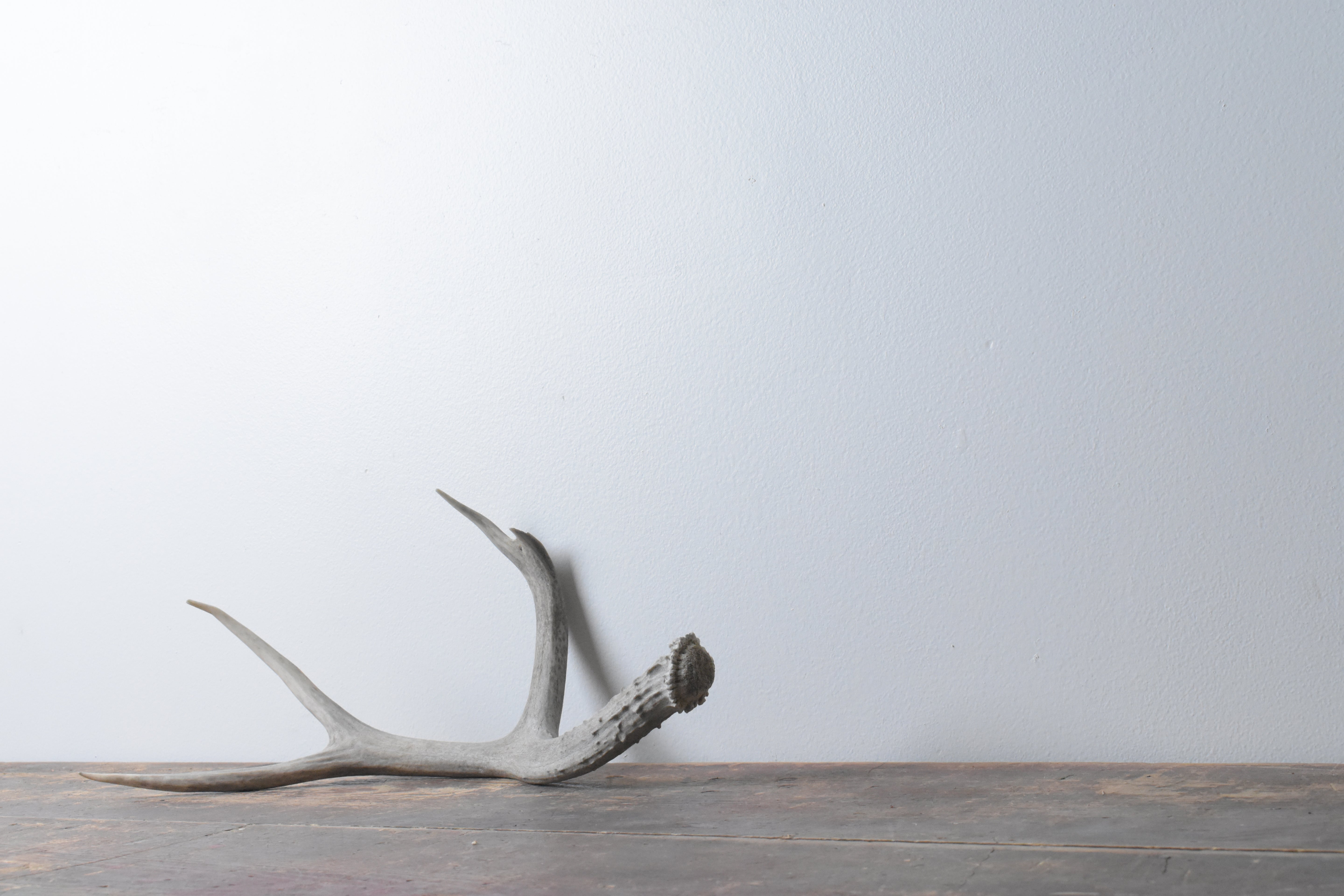 Mule Deer Antler | Medium Size | 43