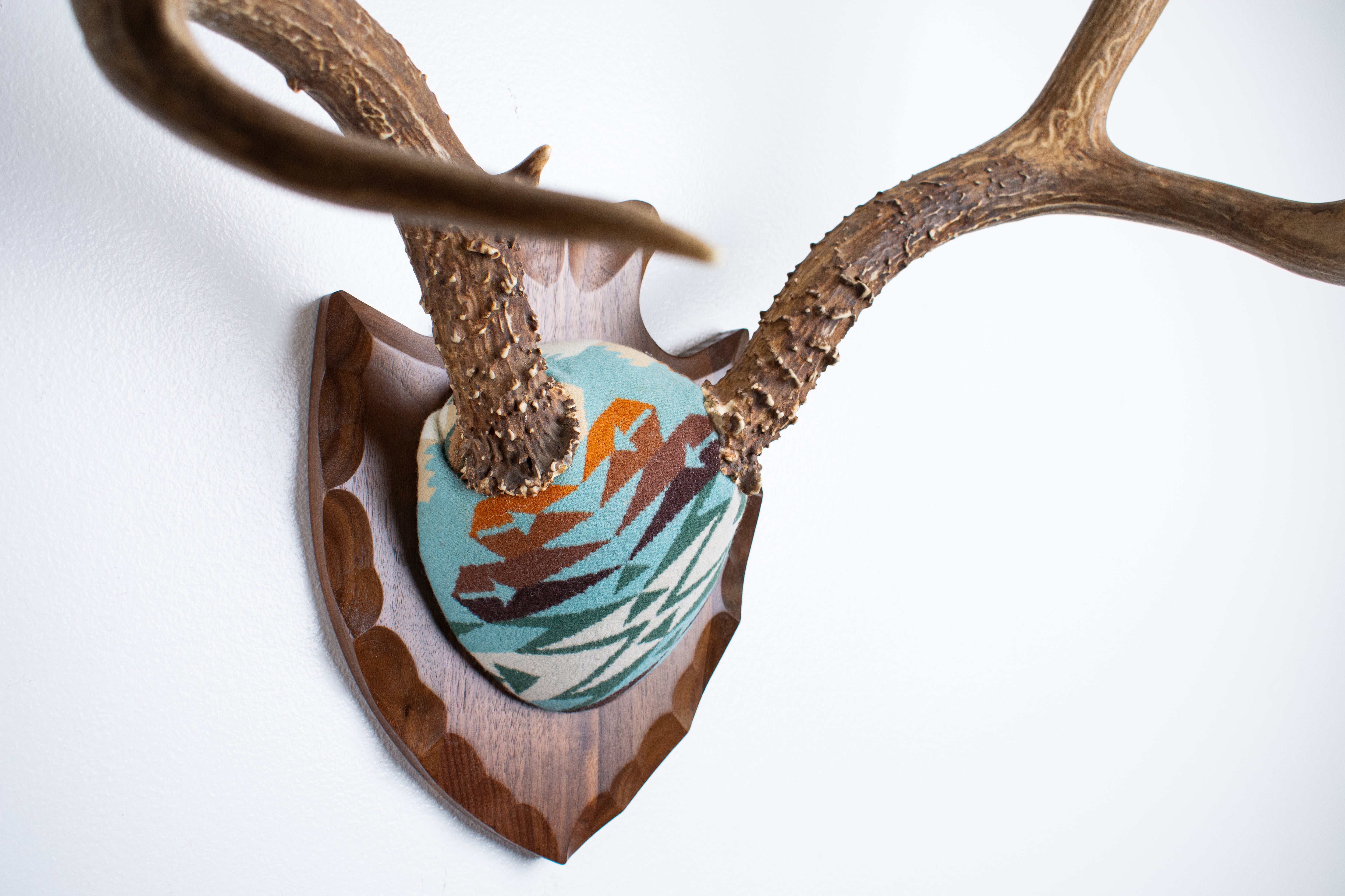 Mule Deer Antler Mount | Juniper | 21