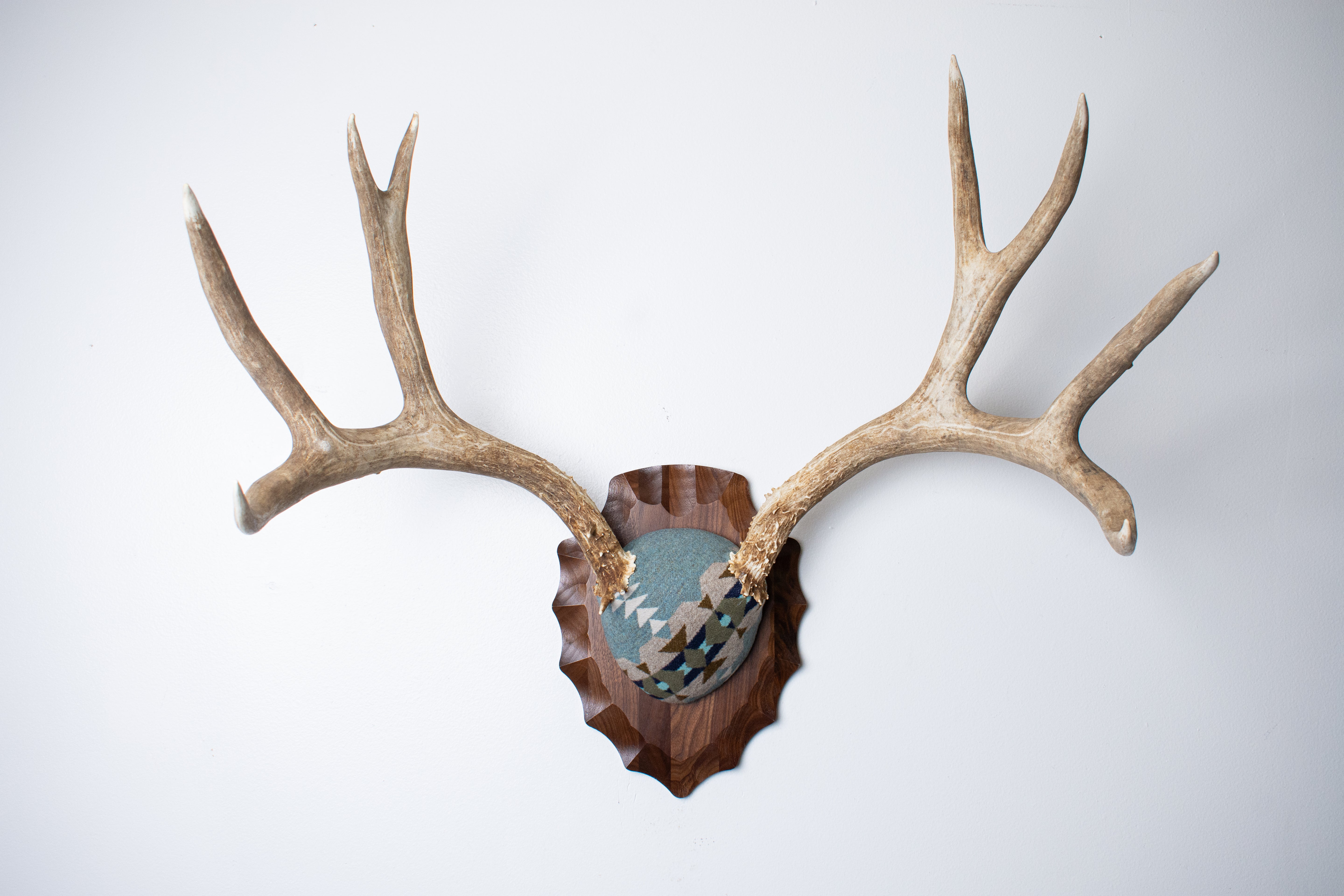 Mule Deer Antler Mount | Stone | 20