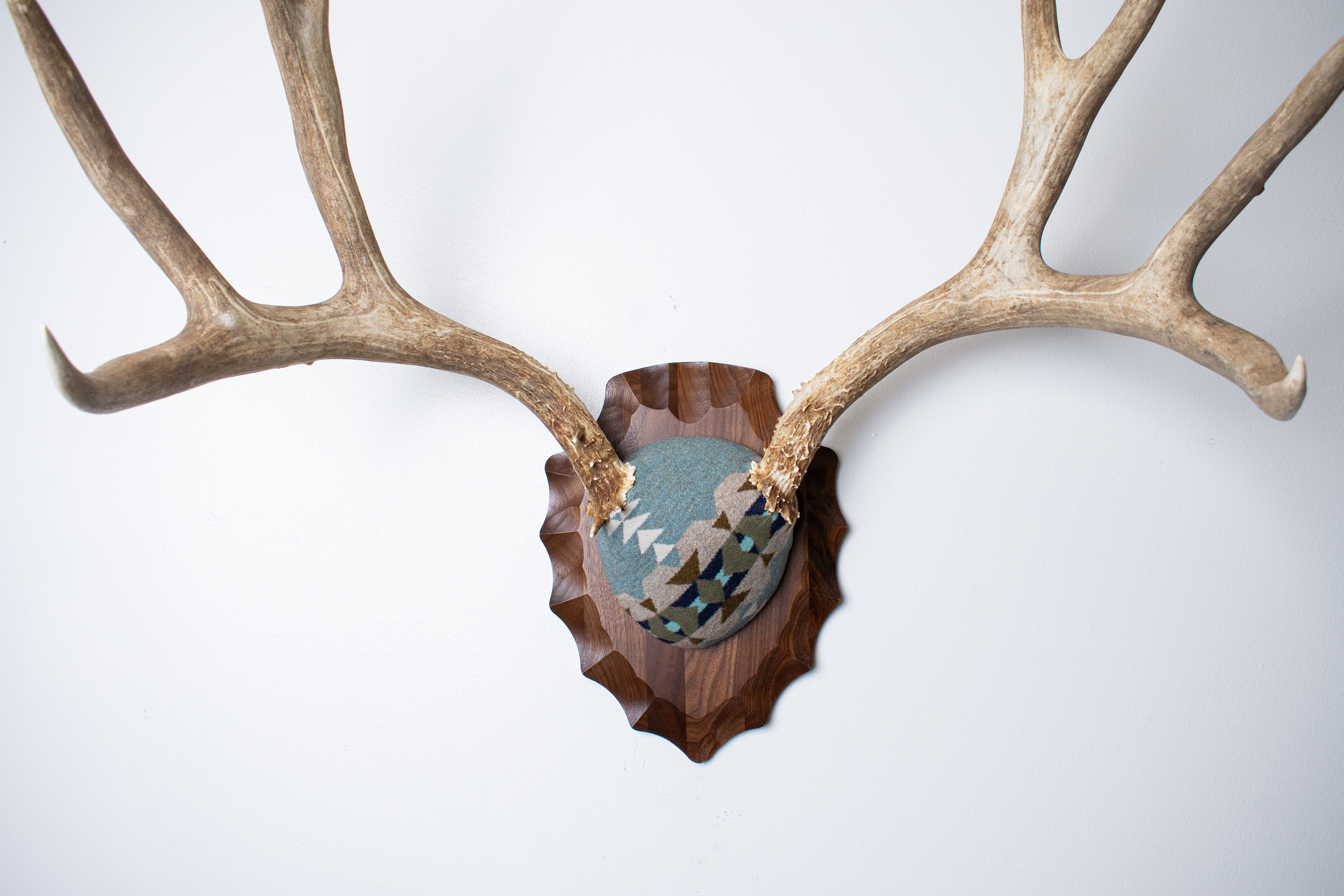 Mule Deer Antler Mount | Stone | 20