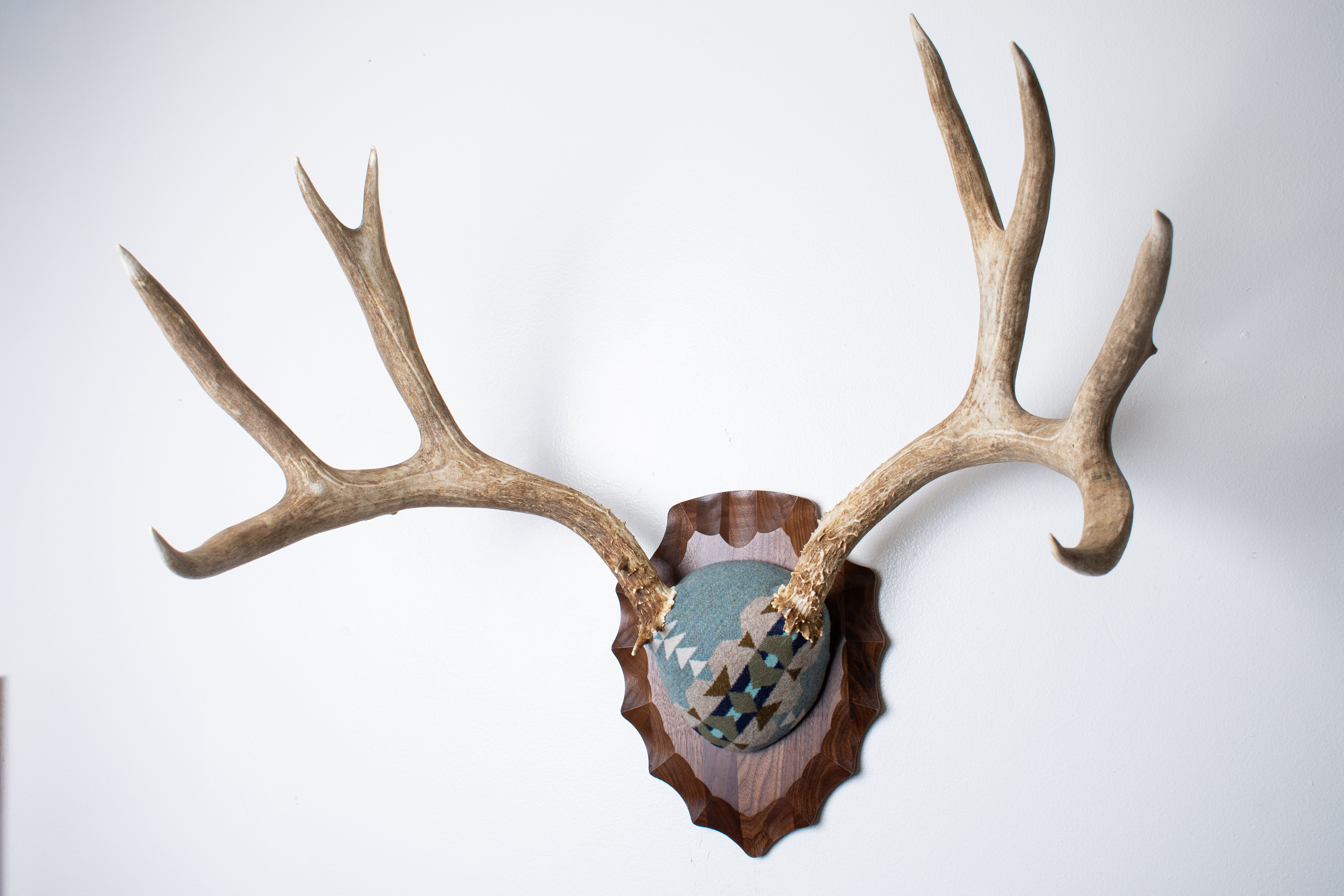 Mule Deer Antler Mount | Stone | 20