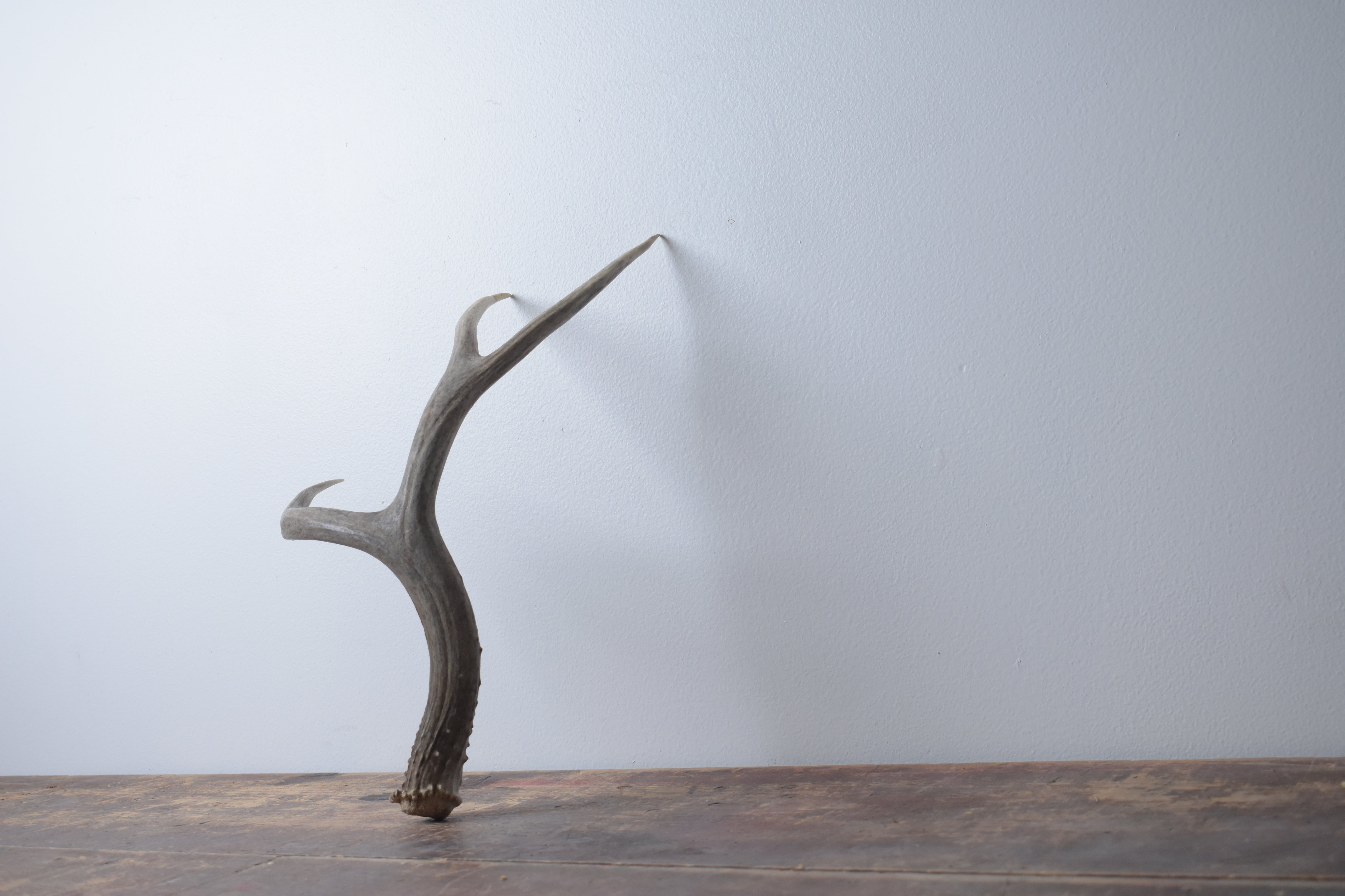 Mule Deer Antler | Medium Size | 43