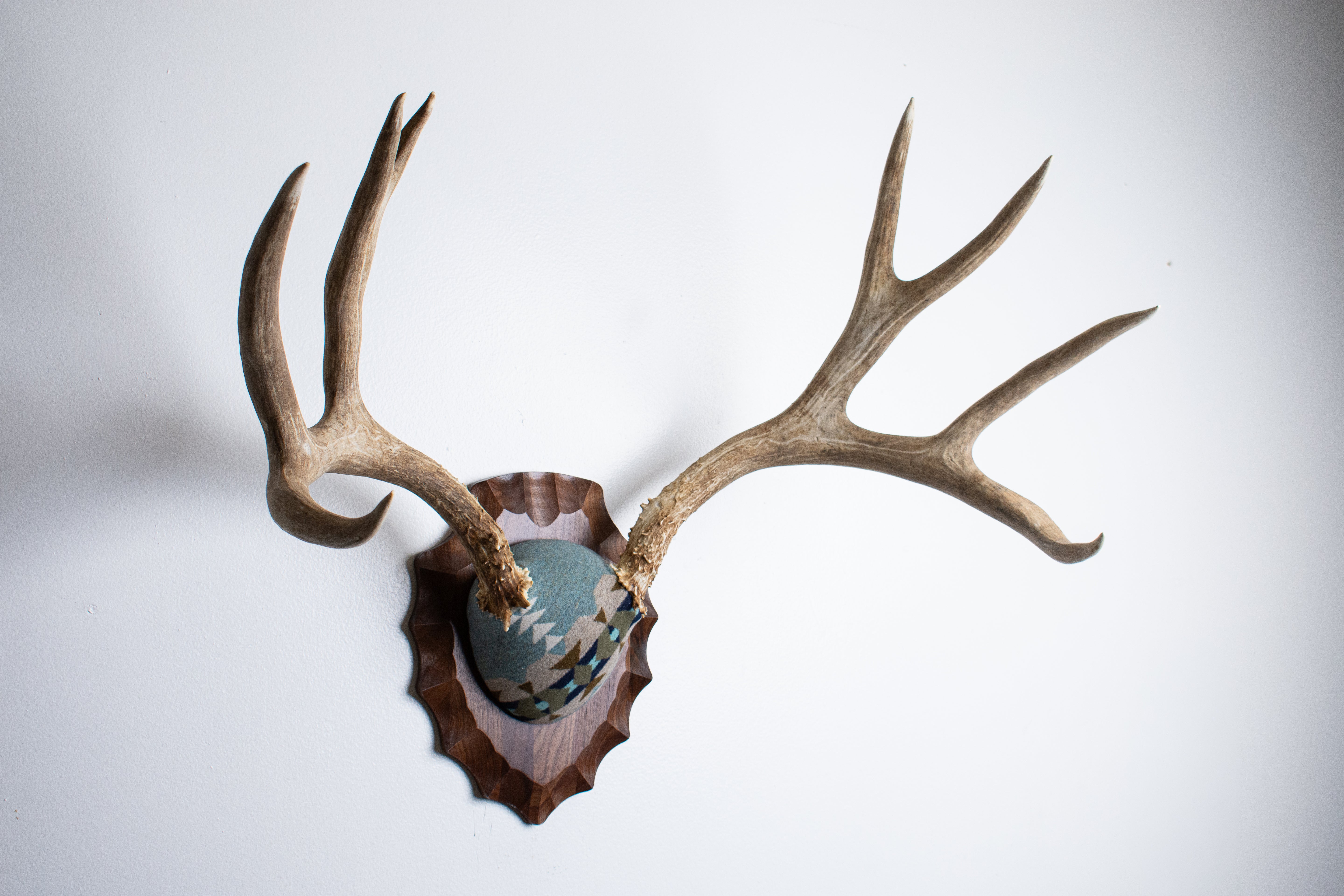 Mule Deer Antler Mount | Stone | 20