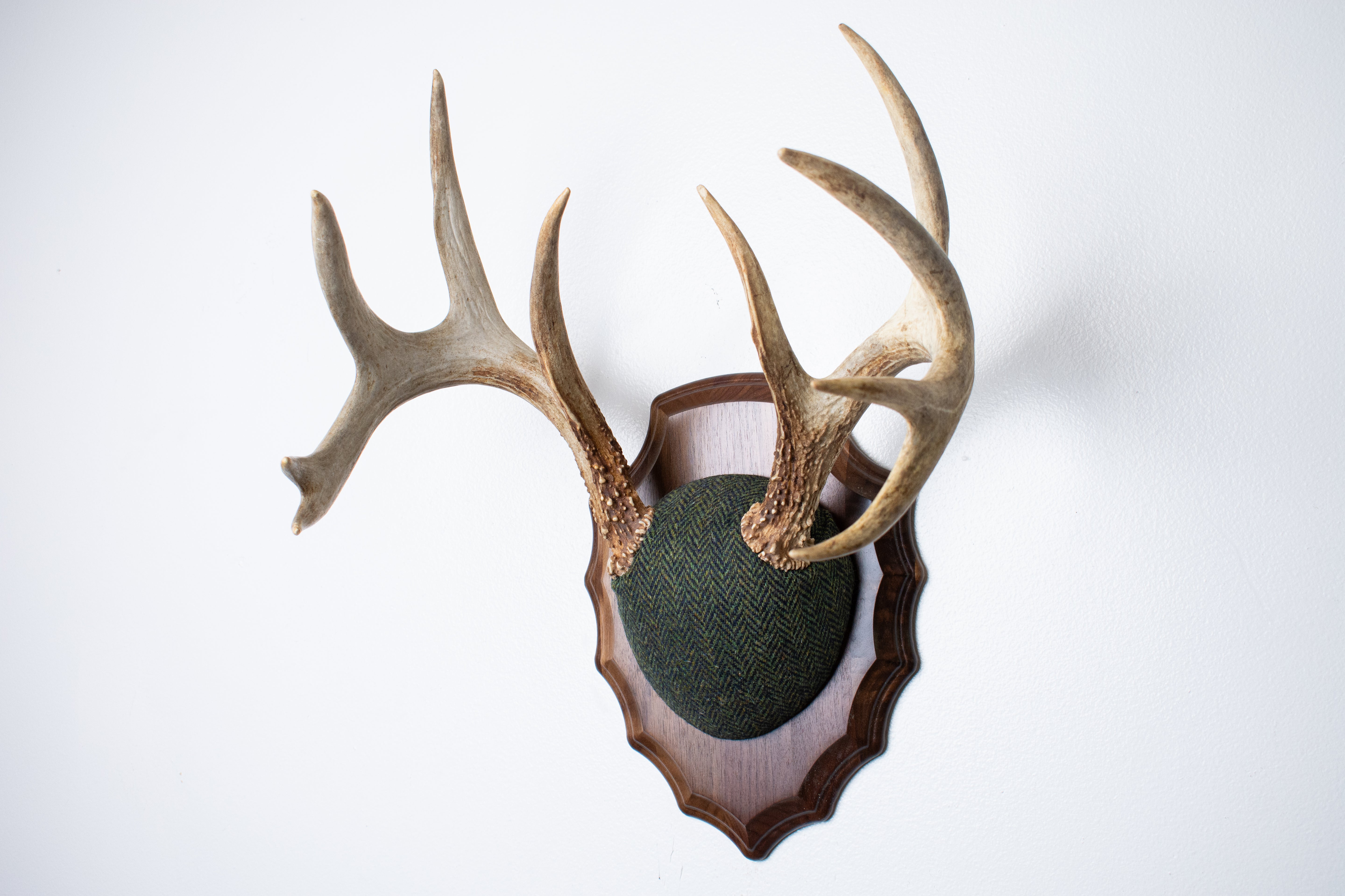 Whitetail Deer Antler Mount | Green & Black Herringbone | 61