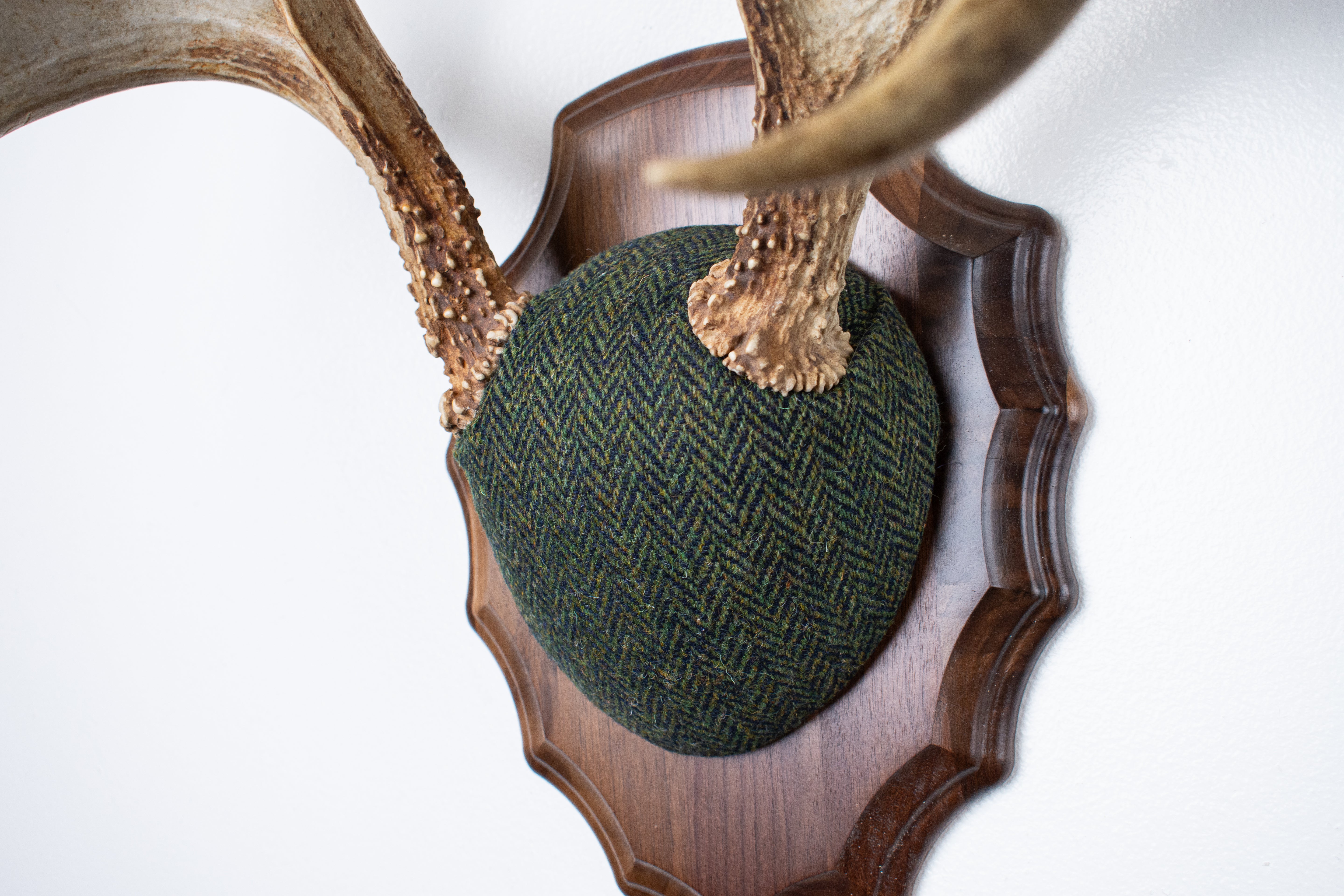 Whitetail Deer Antler Mount | Green & Black Herringbone | 61