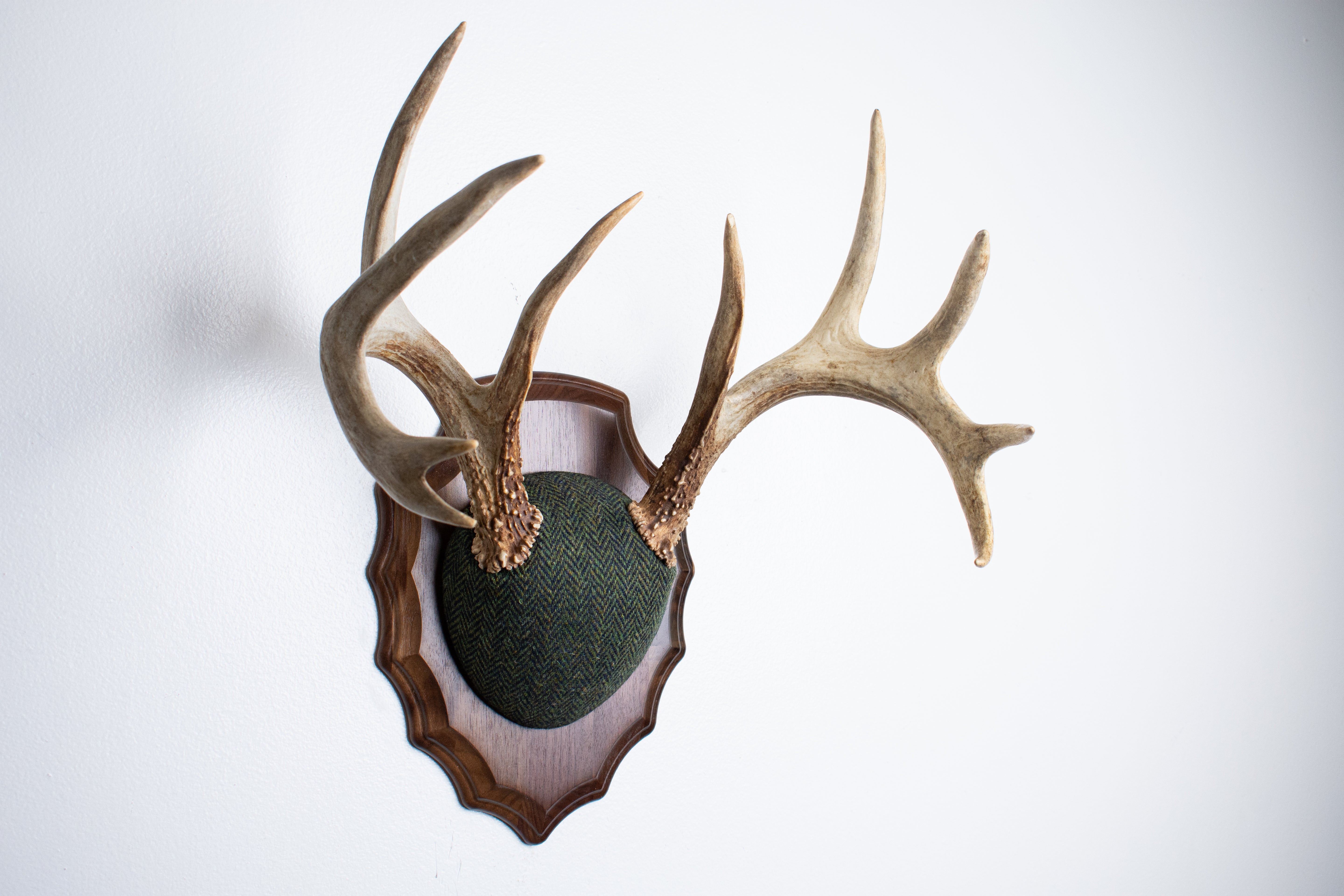 Whitetail Deer Antler Mount | Green & Black Herringbone | 61