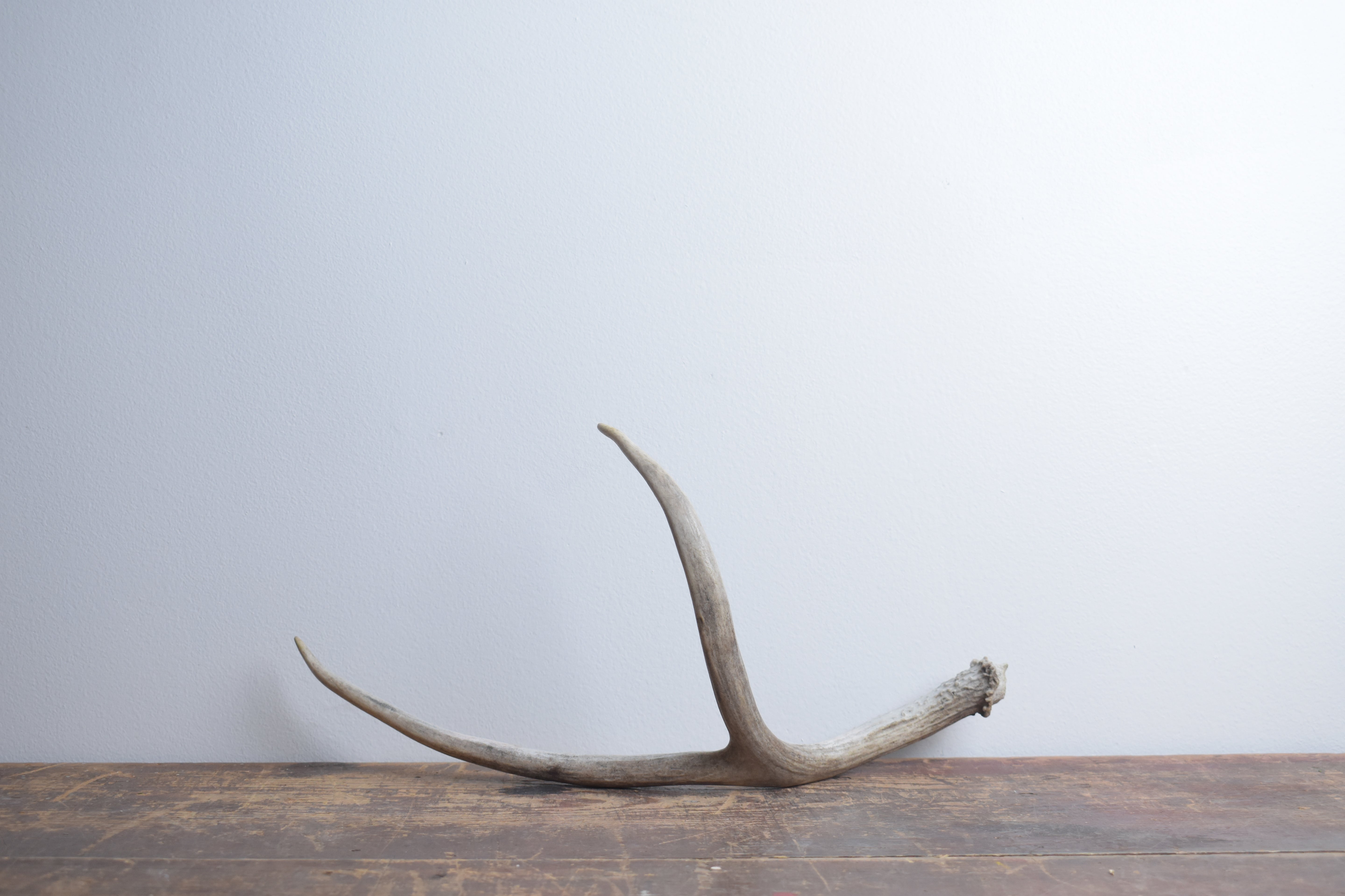 Mule Deer Antler | Large Size | 45