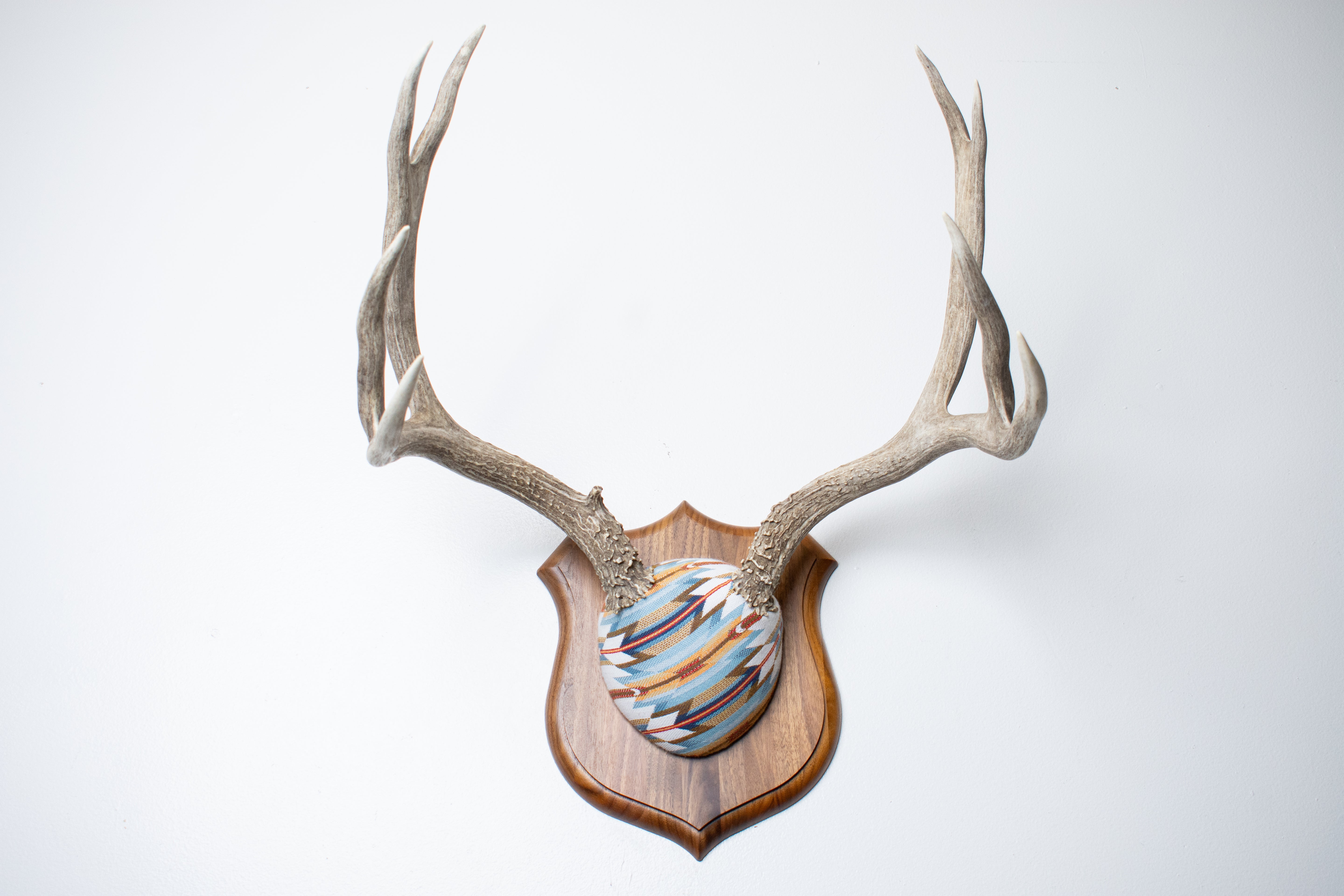 Mule Deer Antler Mount | Sunset | 22