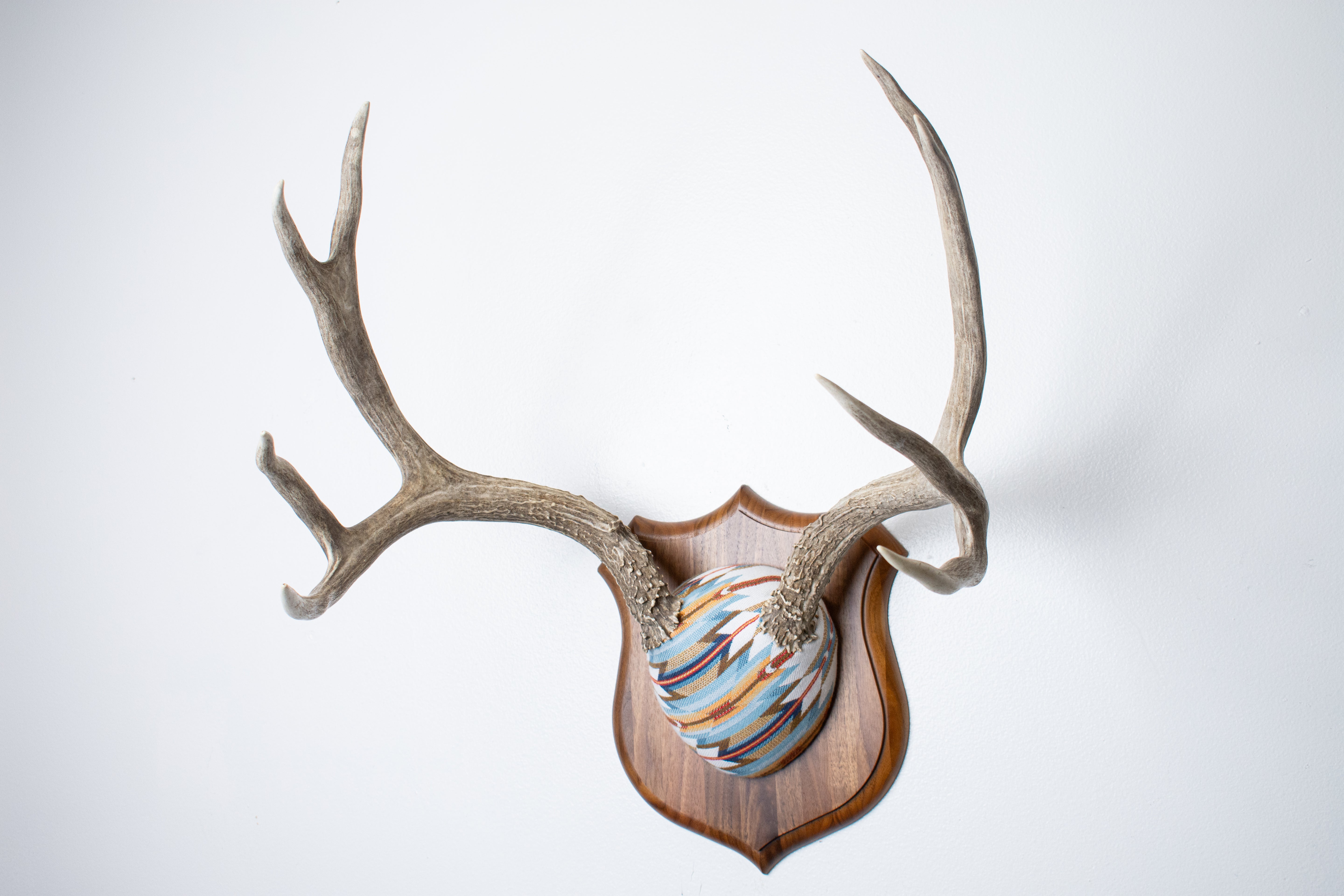 Mule Deer Antler Mount | Sunset | 22