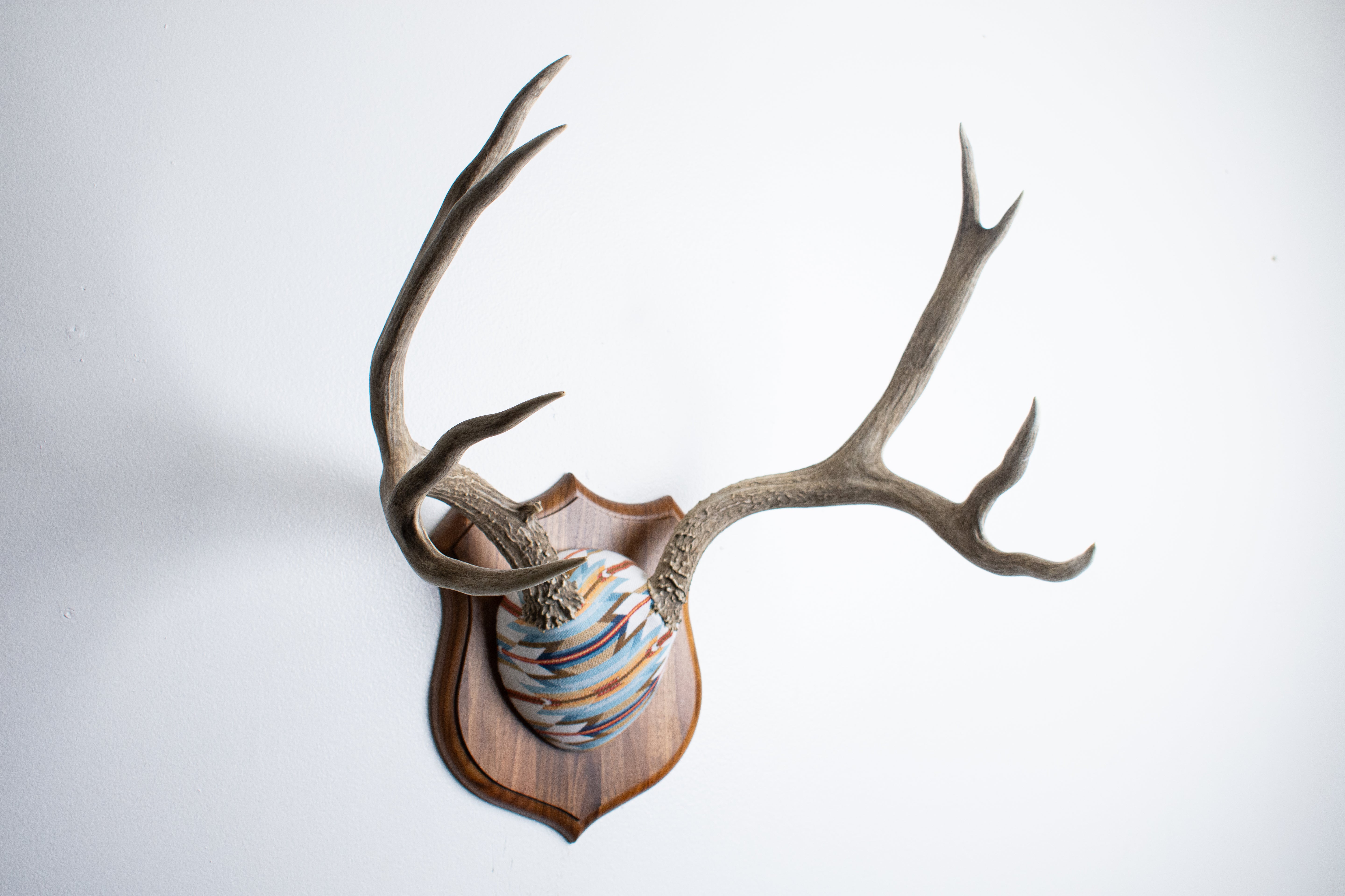 Mule Deer Antler Mount | Sunset | 22