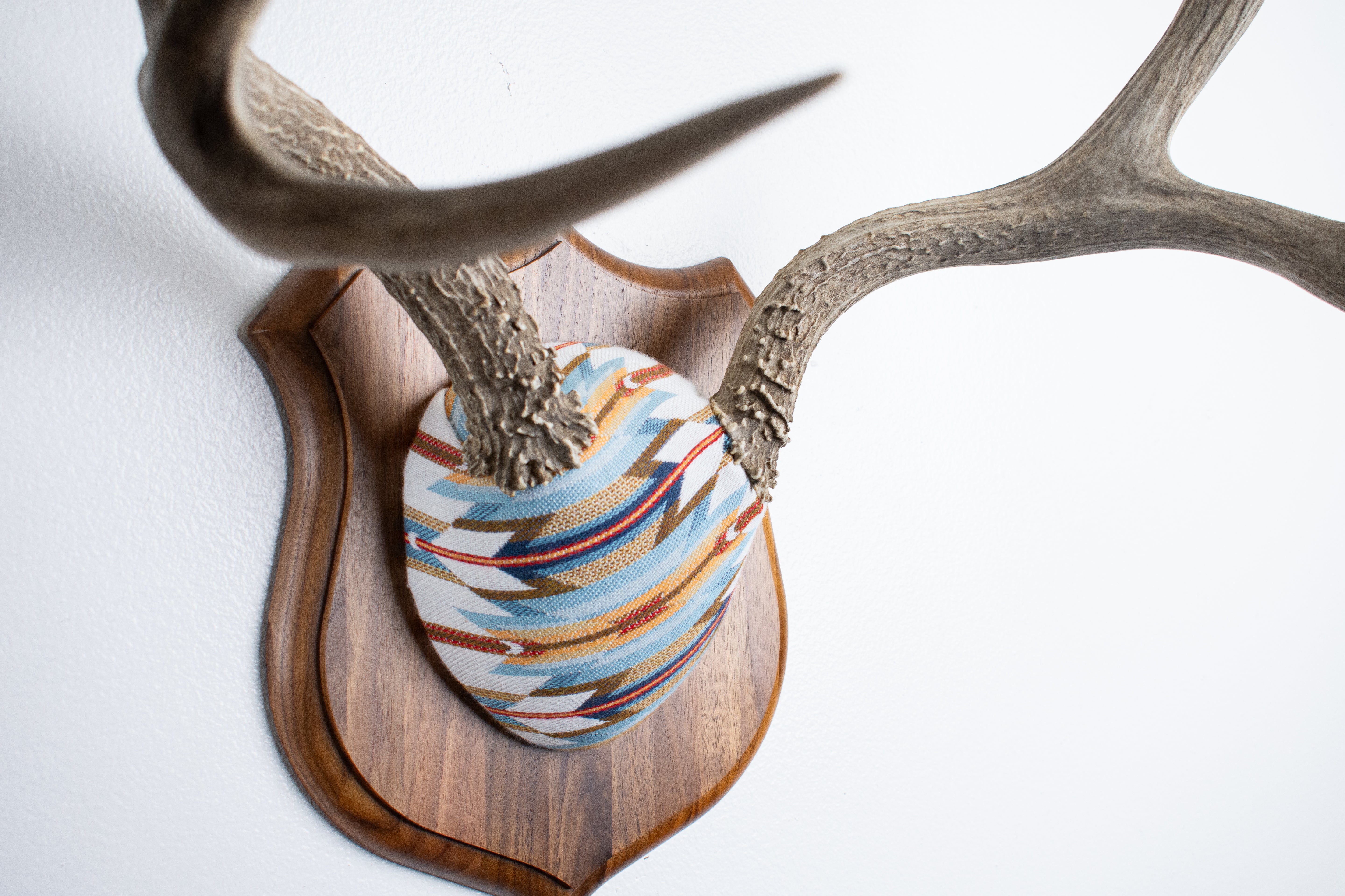 Mule Deer Antler Mount | Sunset | 22