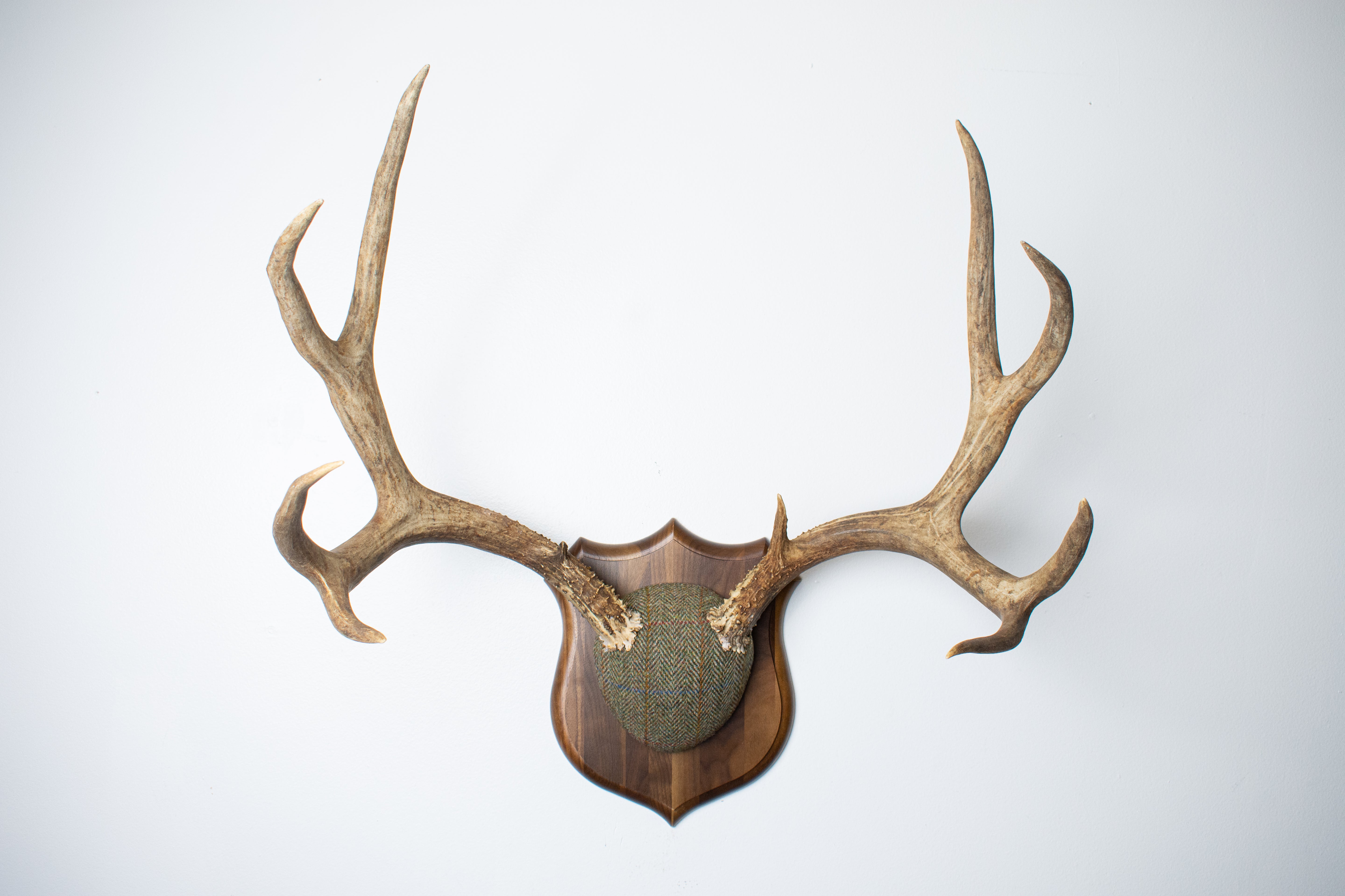 Mule Deer Antler Mount | Green Herringbone Tweed | 62